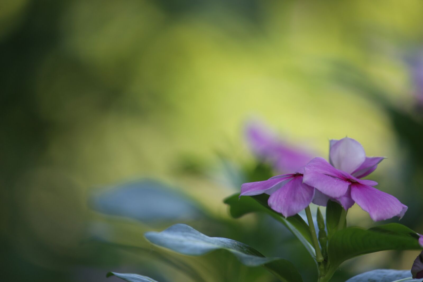 Canon EOS 700D (EOS Rebel T5i / EOS Kiss X7i) sample photo. Flower, nature, flora photography