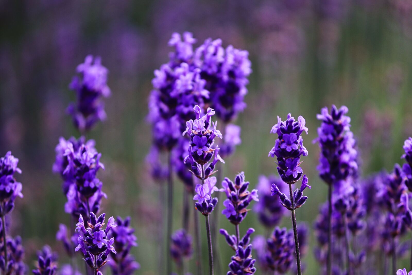 Canon EOS 200D (EOS Rebel SL2 / EOS Kiss X9) sample photo. Lavender, purple, violet photography