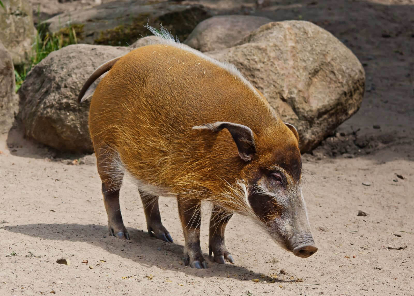 Canon EOS 50D sample photo. Pig, animal, africa photography