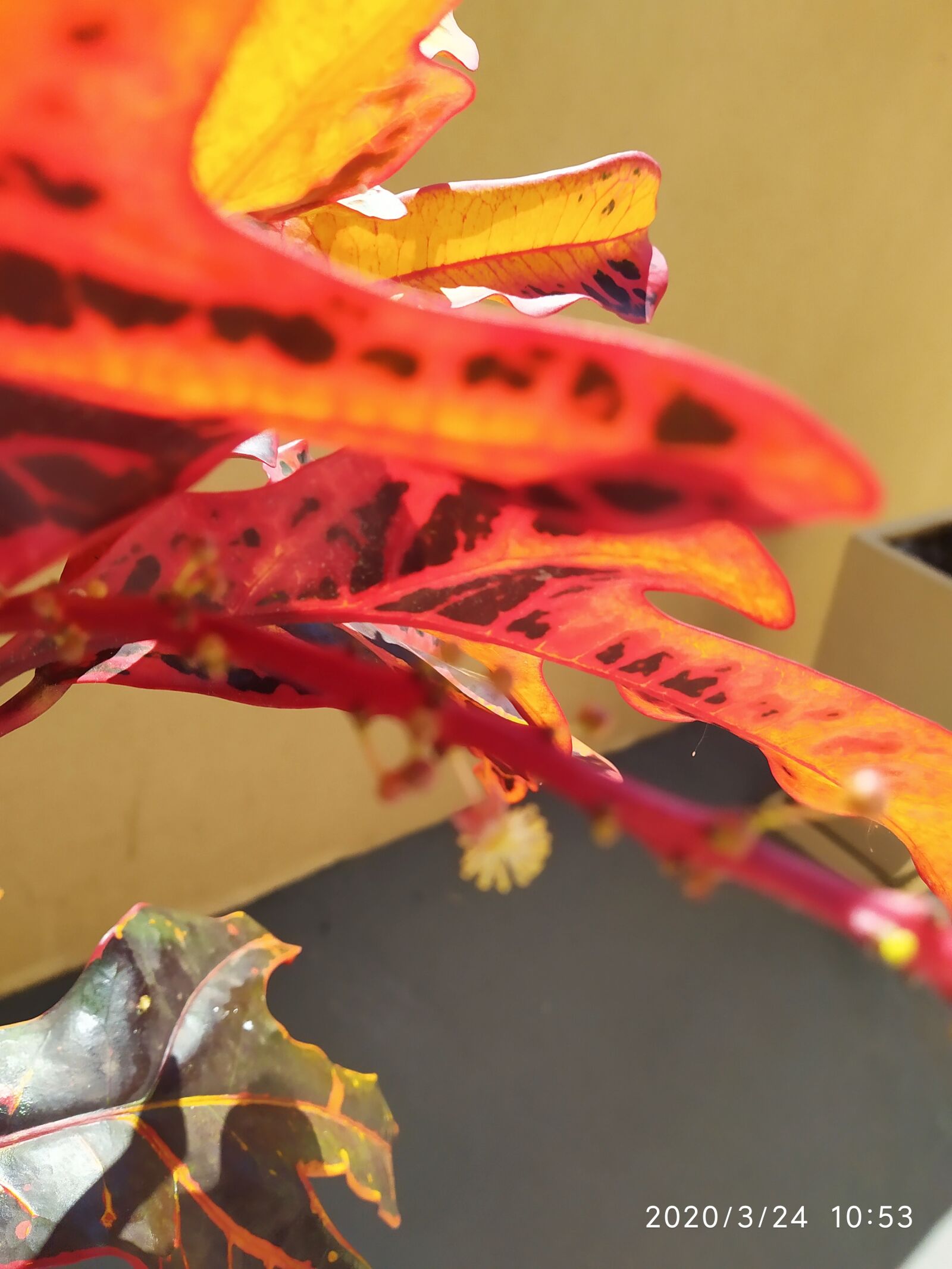 Xiaomi Redmi Note 7 sample photo. The red plant, the photography