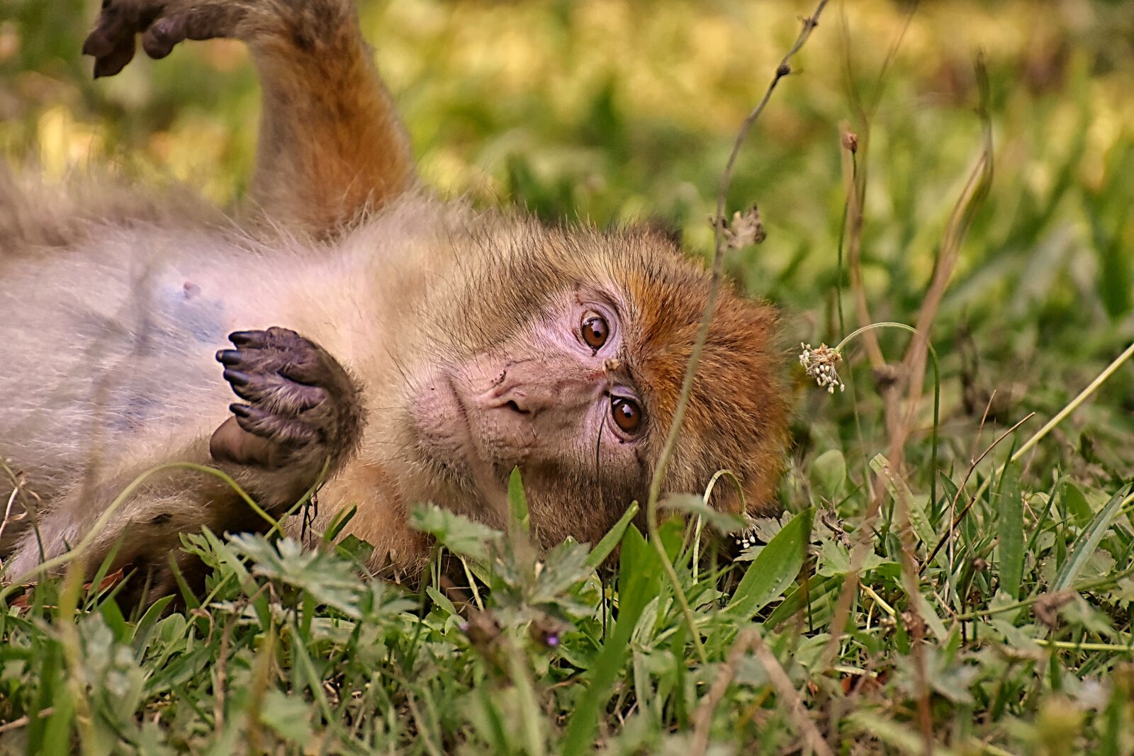 Nikon D7200 sample photo. Barbary ape, endangered species photography