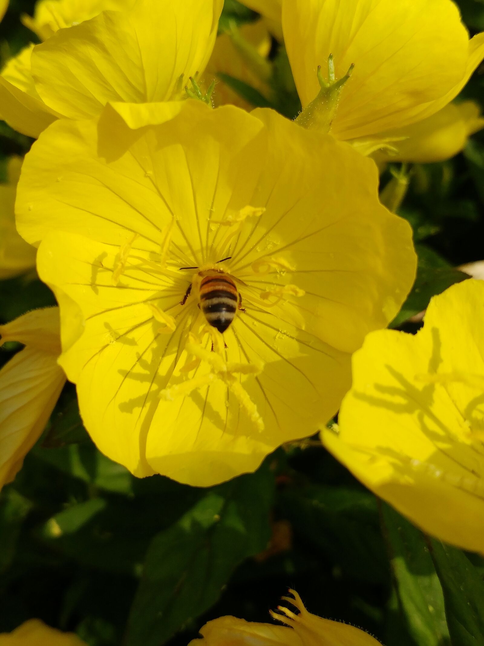 LG G5 sample photo. Nature, flowers, some people photography