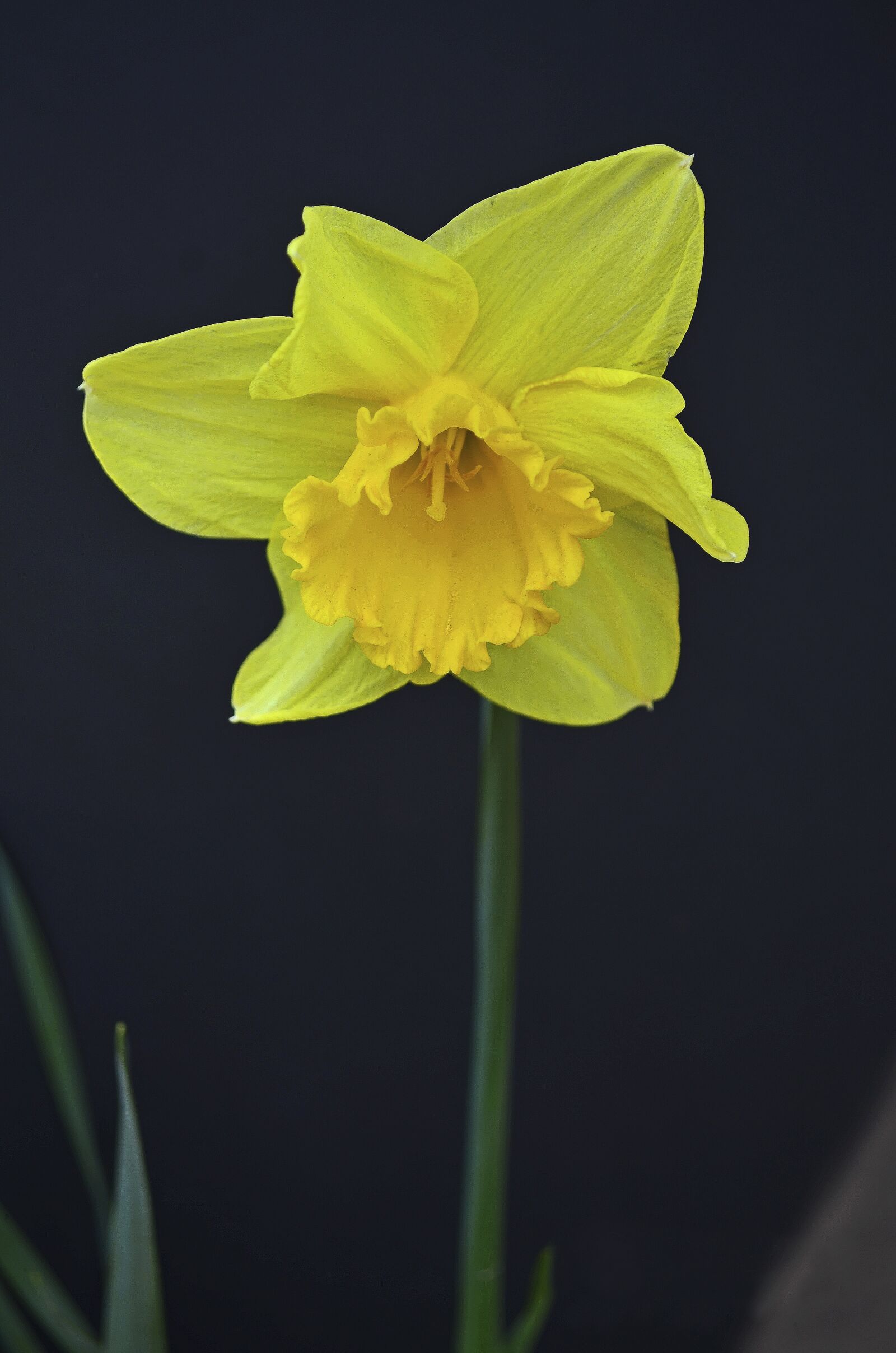 Nikon D5100 sample photo. Flower, flora, garden photography