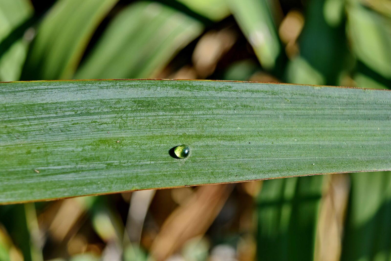 Nikon D5500 sample photo. Close-up, dew, green leaves photography