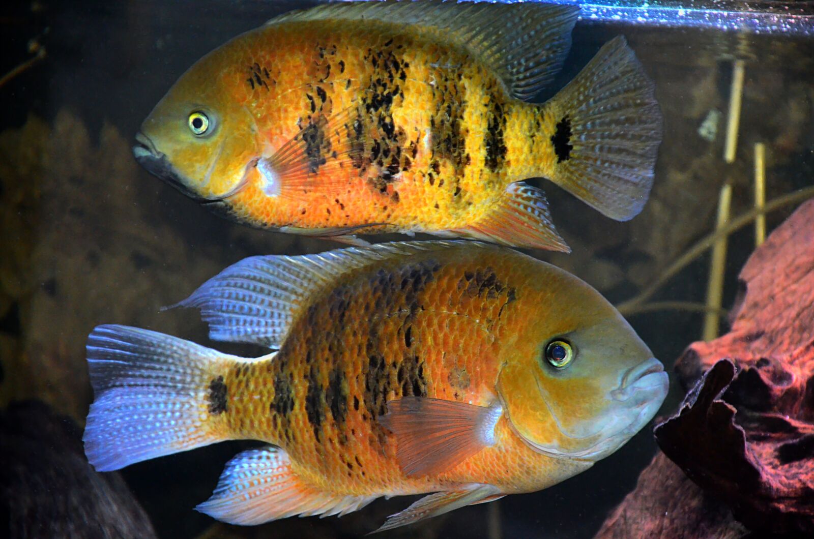 Nikon D5100 sample photo. Cincelichthys, bocourti, cichlids photography