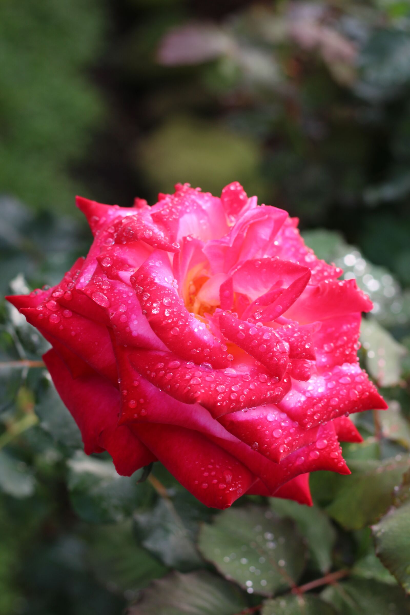 Canon EOS 700D (EOS Rebel T5i / EOS Kiss X7i) + Canon EF 50mm F1.8 STM sample photo. Flower, rose, doi suthep photography