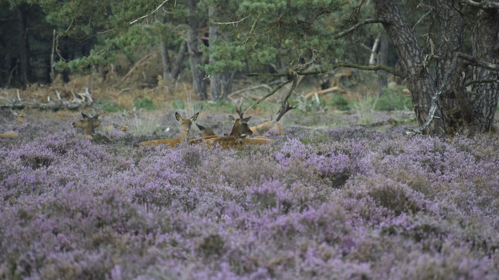 Nikon D5300 sample photo. Red, deer, flock, resting photography