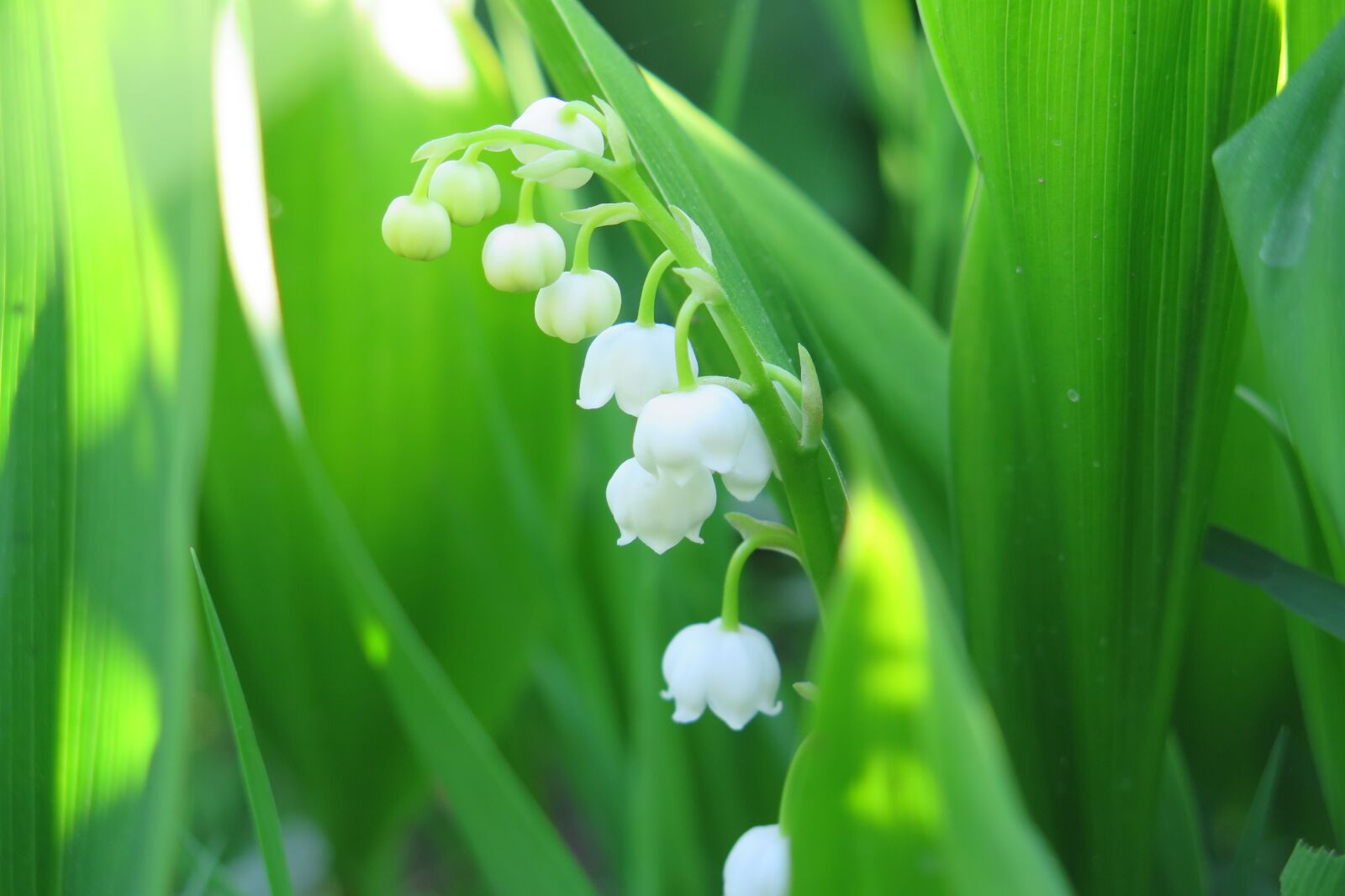 Canon PowerShot G16 sample photo. Lily of the valley photography