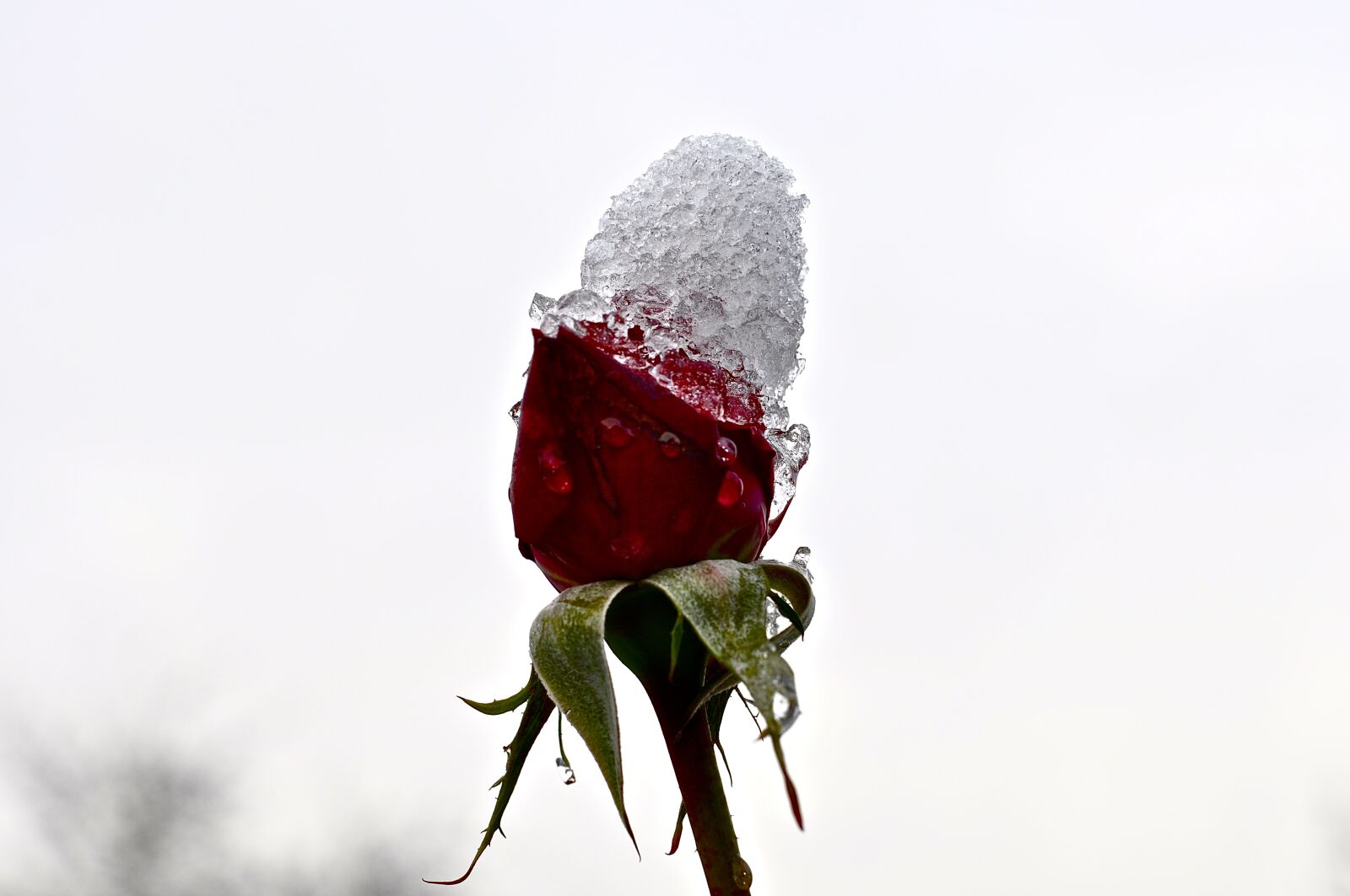 Nikon D90 sample photo. Flower, rose, winter photography