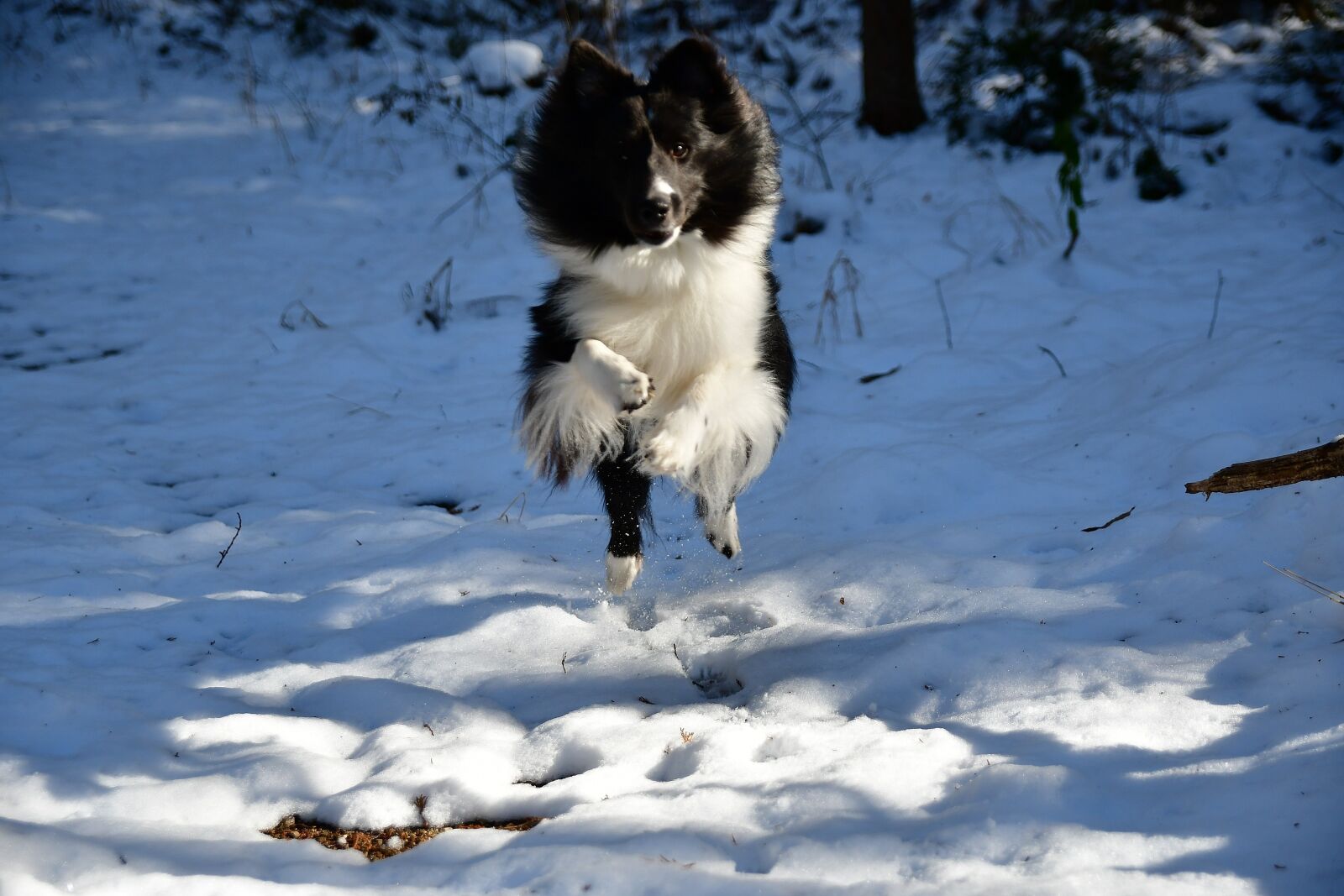 Nikon D500 sample photo. Snow, winter, outdoors photography
