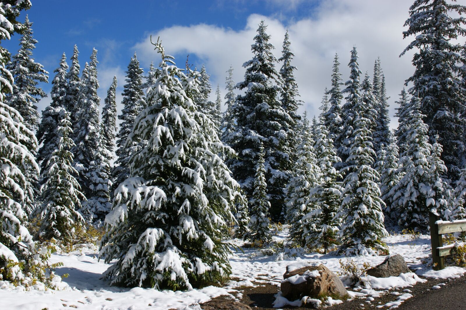 Sony Alpha DSLR-A350 sample photo. Canada, landscape, trees photography