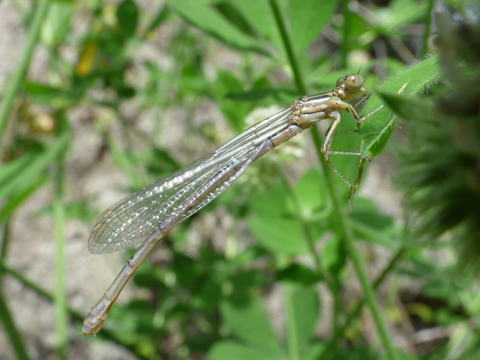 Panasonic Lumix DMC-FZ70 sample photo. Dragonfly, dragonfly white, damselfly photography