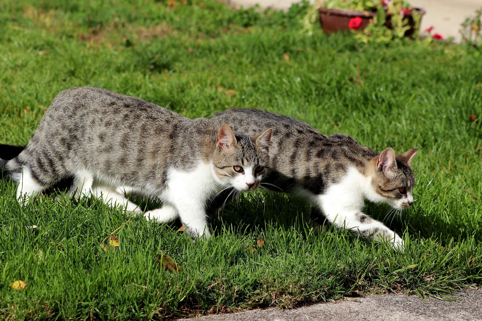 Canon EF 70-300 F4-5.6 IS II USM sample photo. Pet, cat, friendship photography