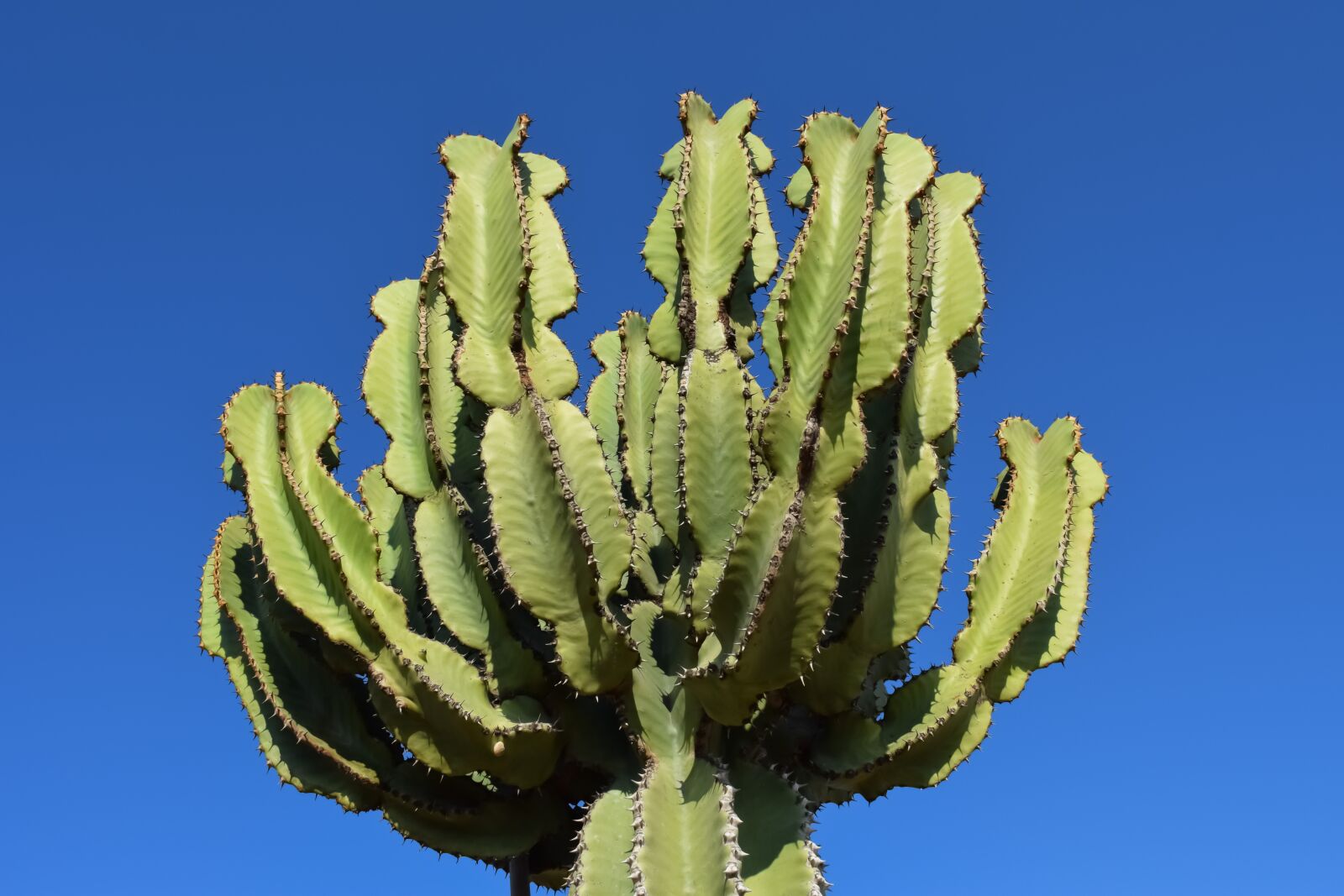 Nikon D3300 sample photo. Cactus, plant, nature photography