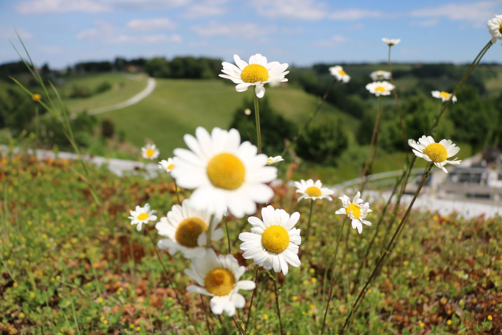 Canon EOS 750D (EOS Rebel T6i / EOS Kiss X8i) sample photo. Nature, flower, spring photography