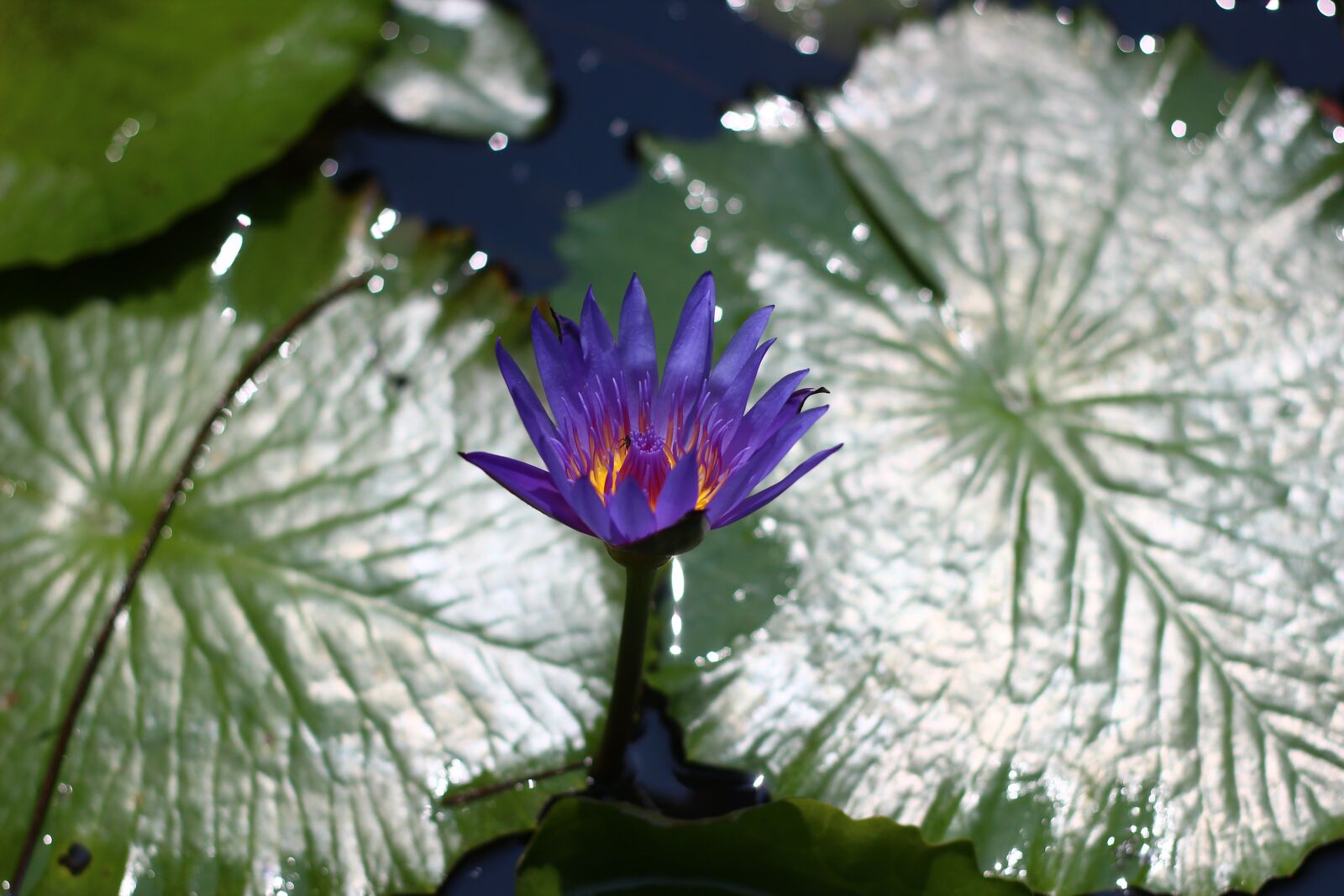 Canon EOS 600D (Rebel EOS T3i / EOS Kiss X5) + Canon EF 50mm F1.8 II sample photo. Lotus, flower, nature photography
