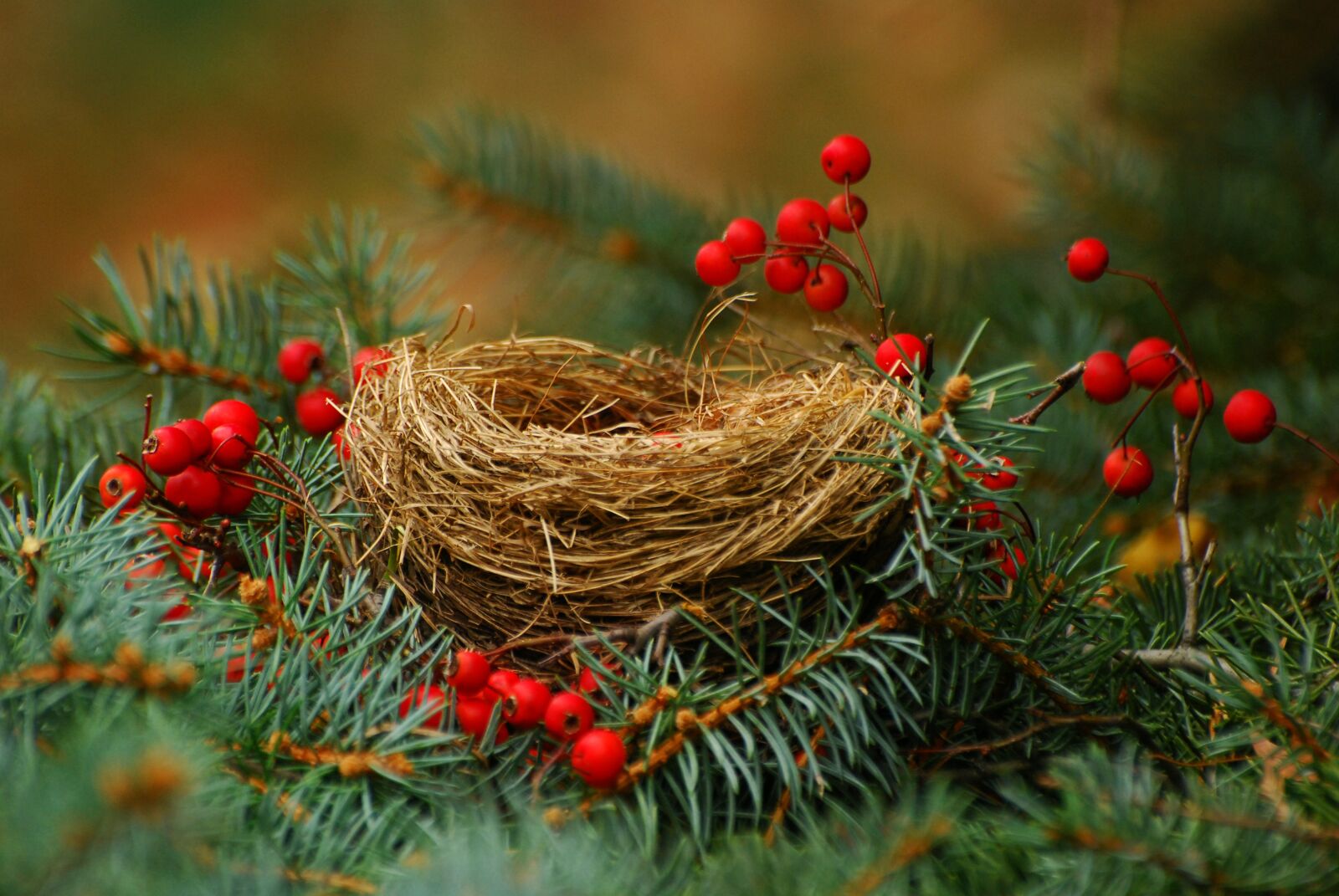 Nikon D80 sample photo. Nest, nature, berries photography
