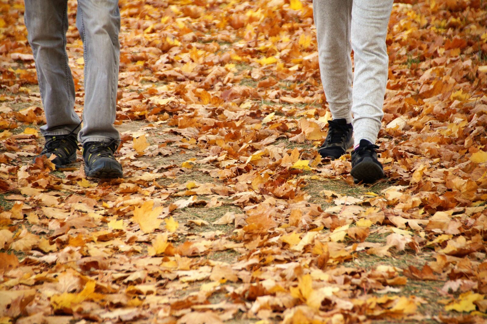 Sony SLT-A58 sample photo. Autumn, path, the trail photography