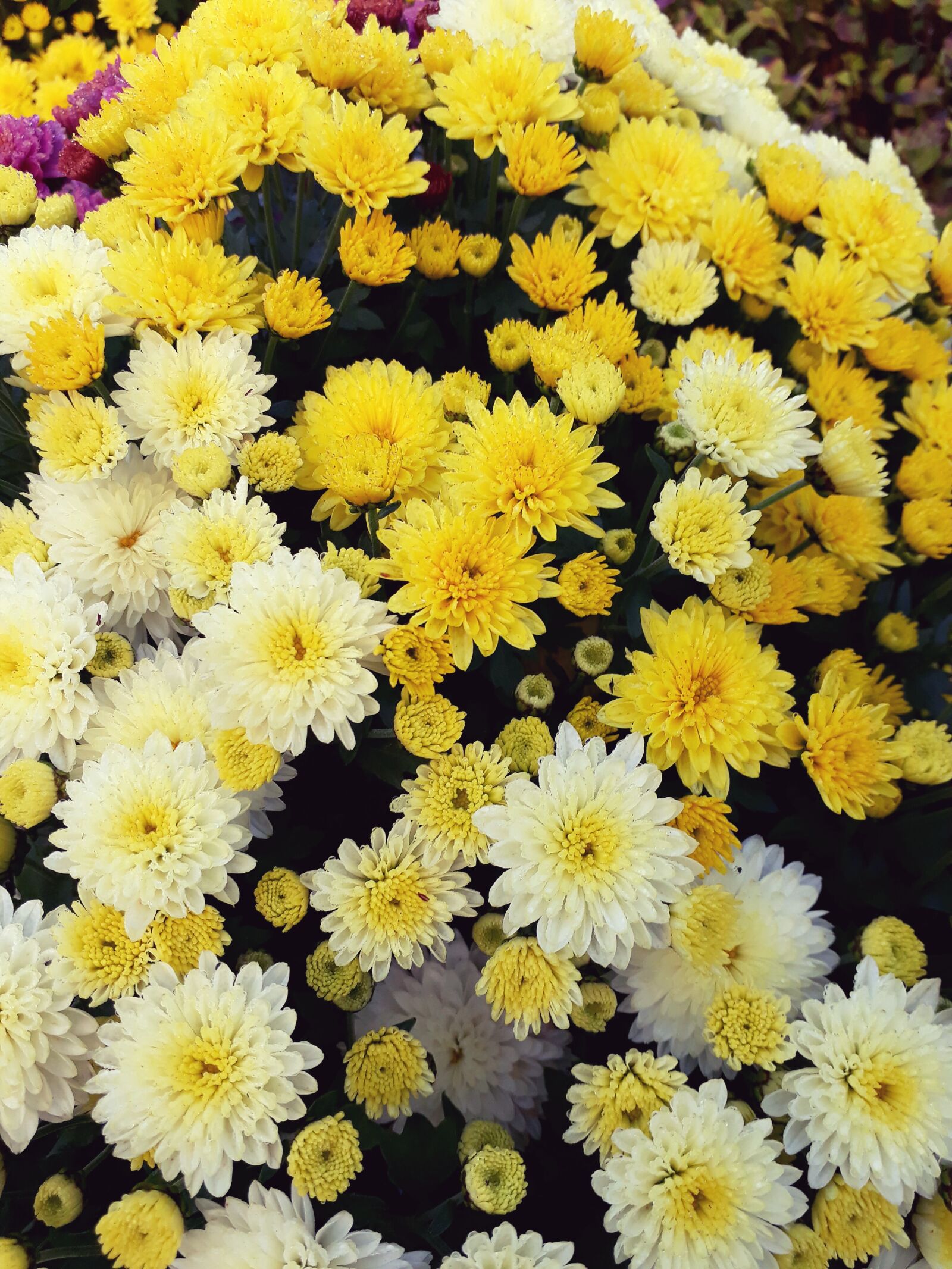 Samsung Galaxy A3(2017) sample photo