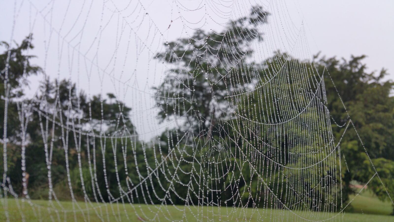 Samsung Galaxy Note4 sample photo. Cobweb, web, drops photography