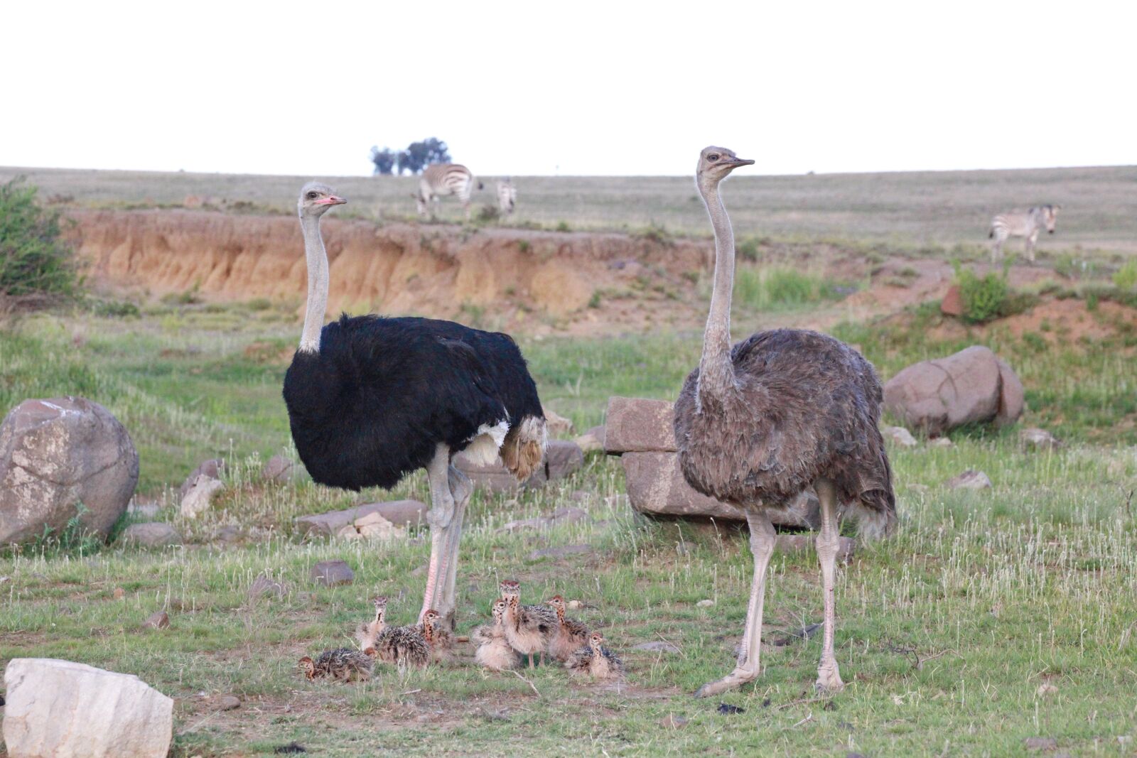 Canon EOS 5D Mark II sample photo. Strauss family, ostriches, family photography