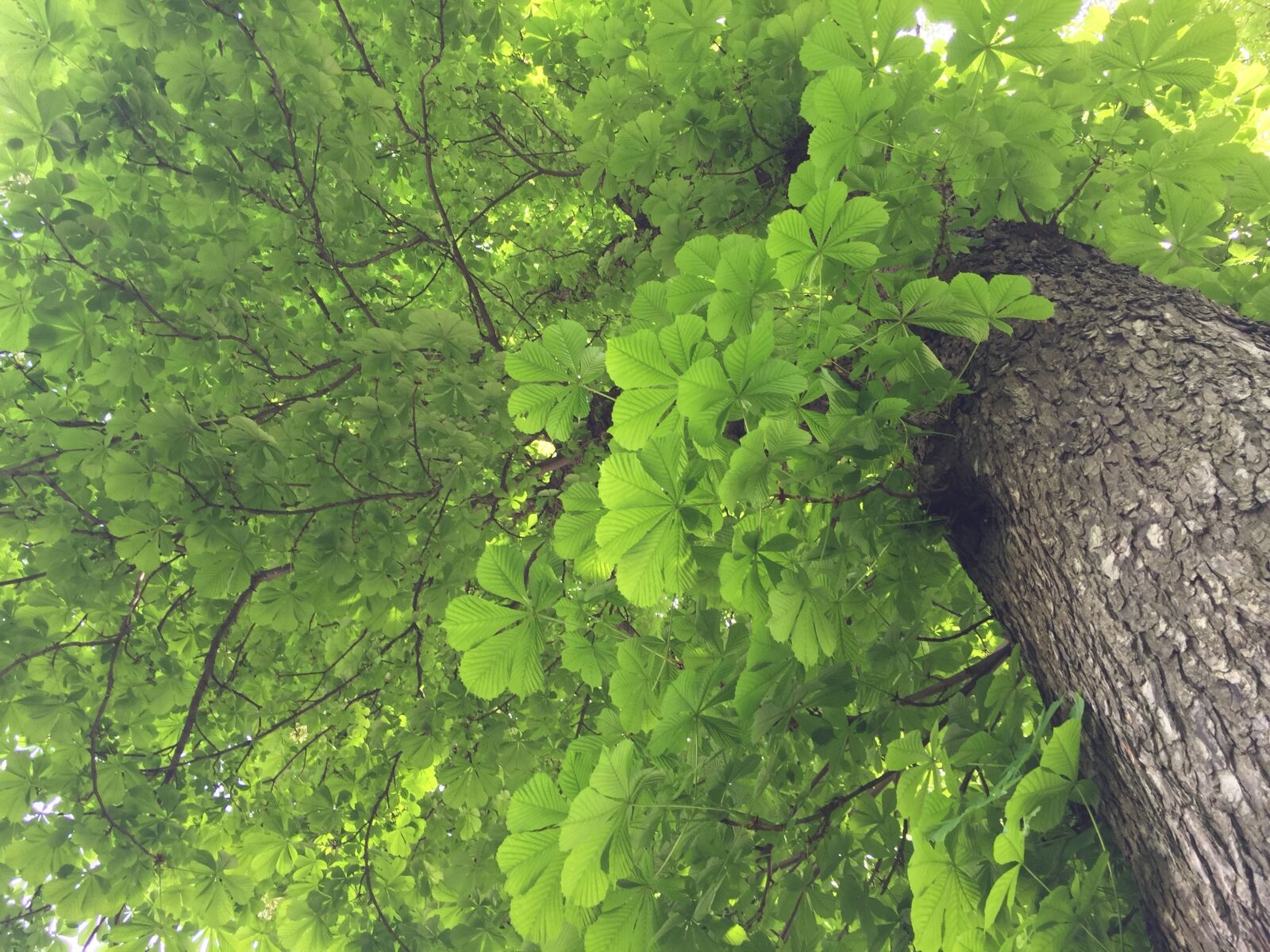 Apple iPhone 6 sample photo. Evergreen, spring, tree photography