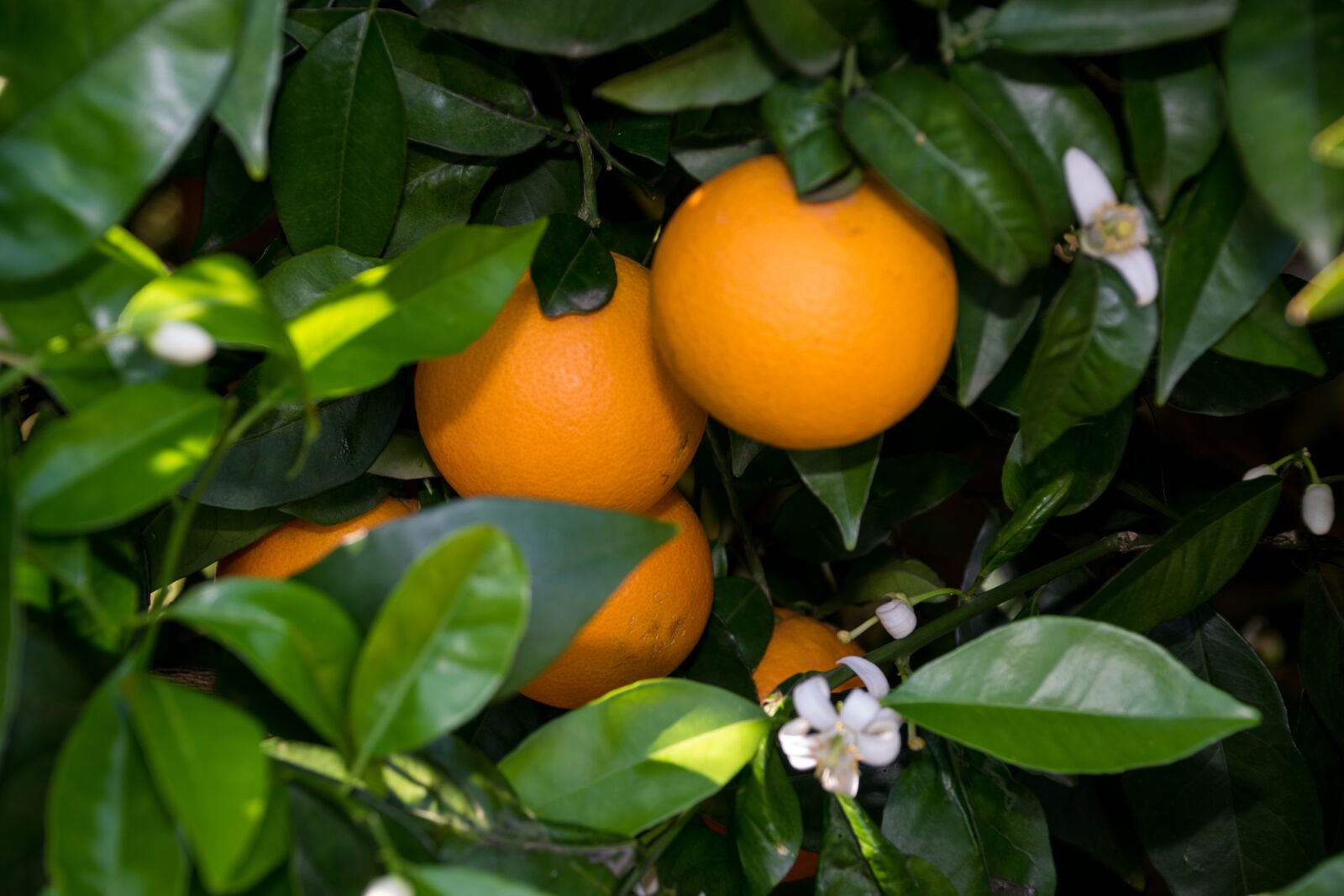 Nikon D5300 sample photo. Fruit, leaf, food photography