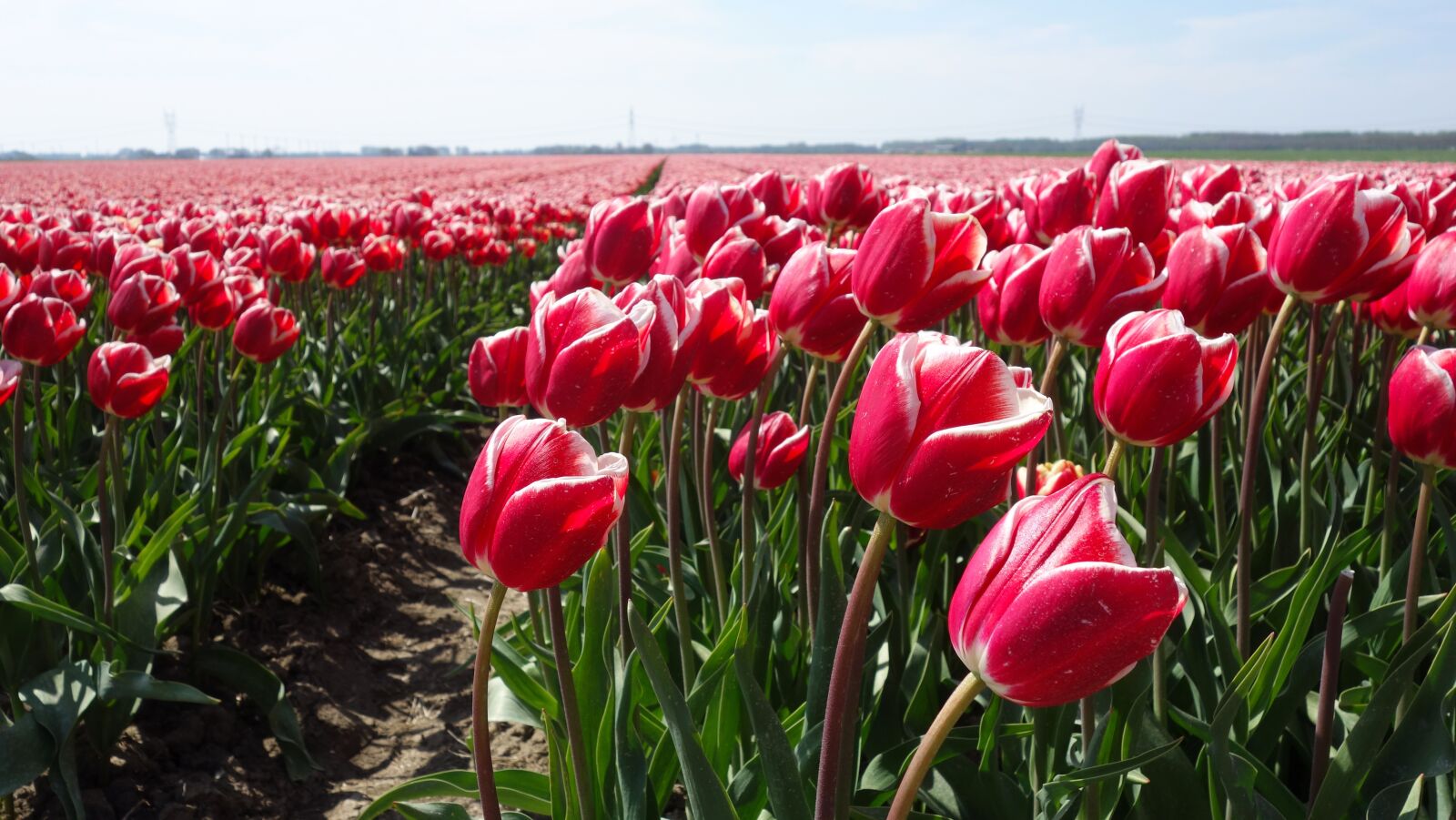 Sony Cyber-shot DSC-RX100 sample photo. Tulips, tulip, bulb photography
