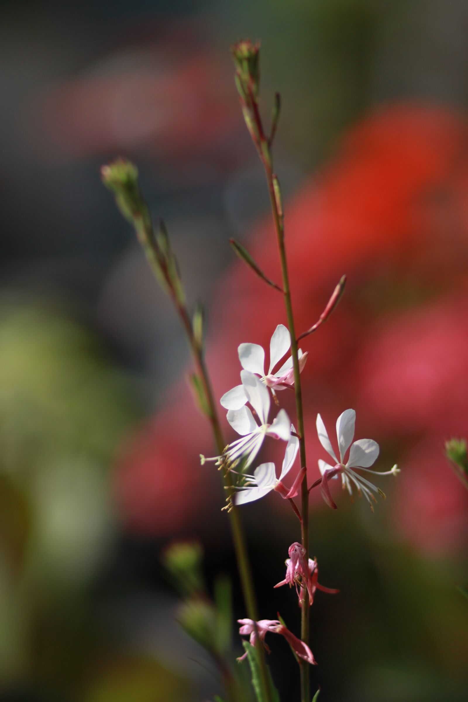 Canon EOS 500D (EOS Rebel T1i / EOS Kiss X3) sample photo. Flowers, nature, plants photography