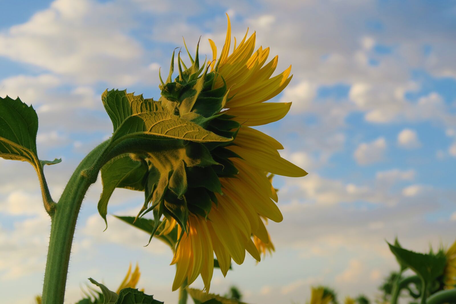 Canon PowerShot G7 X sample photo. Sunflower, plant, flower photography