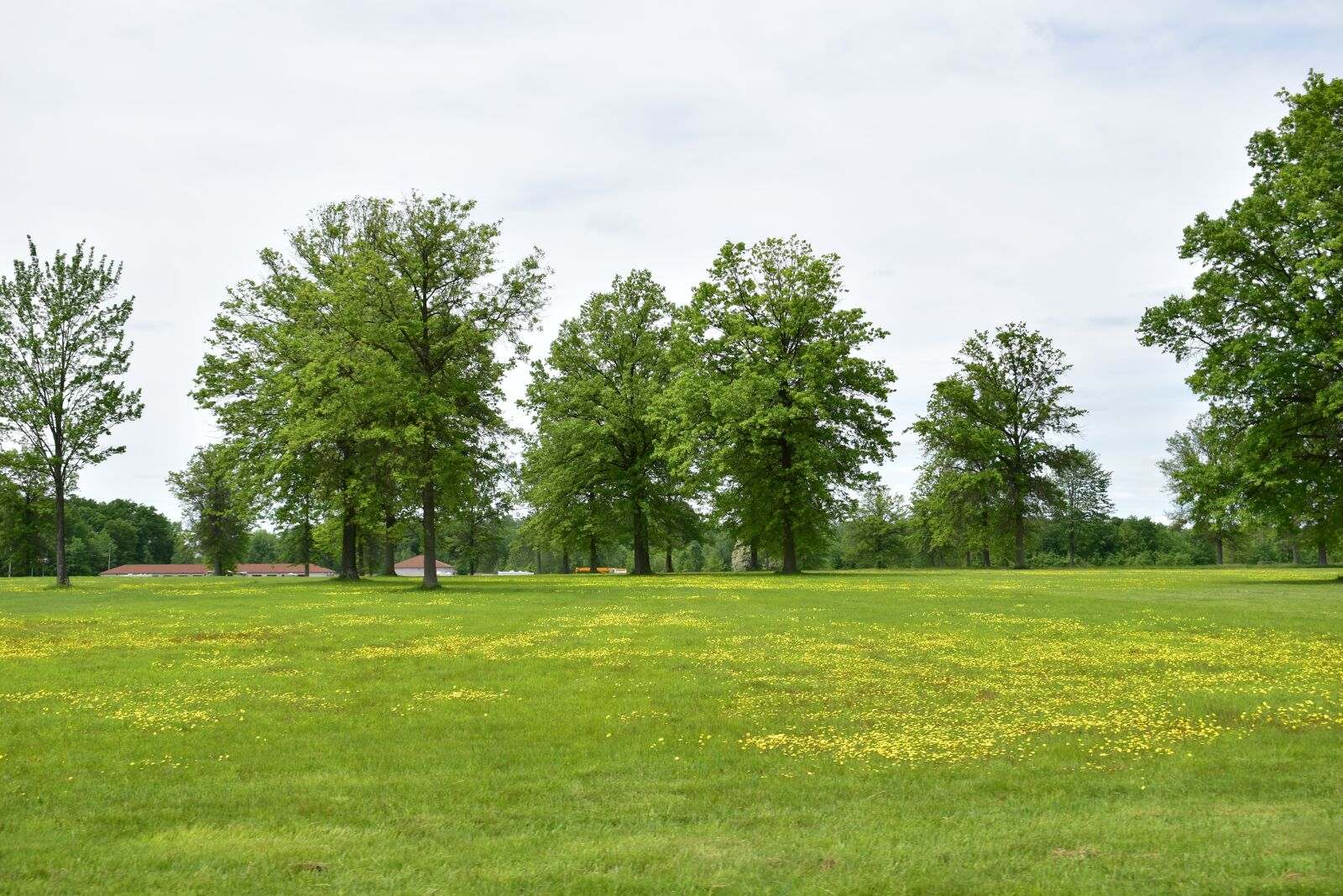 Nikon D5600 sample photo. Trees, grass, field photography