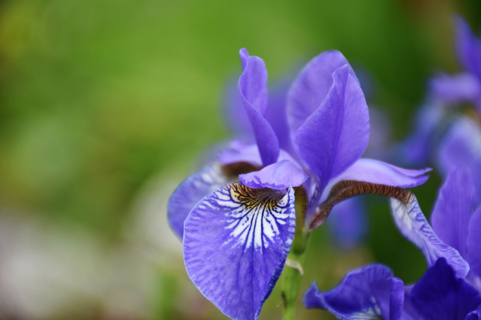 Nikon D7200 sample photo. Iris, flower, flora photography