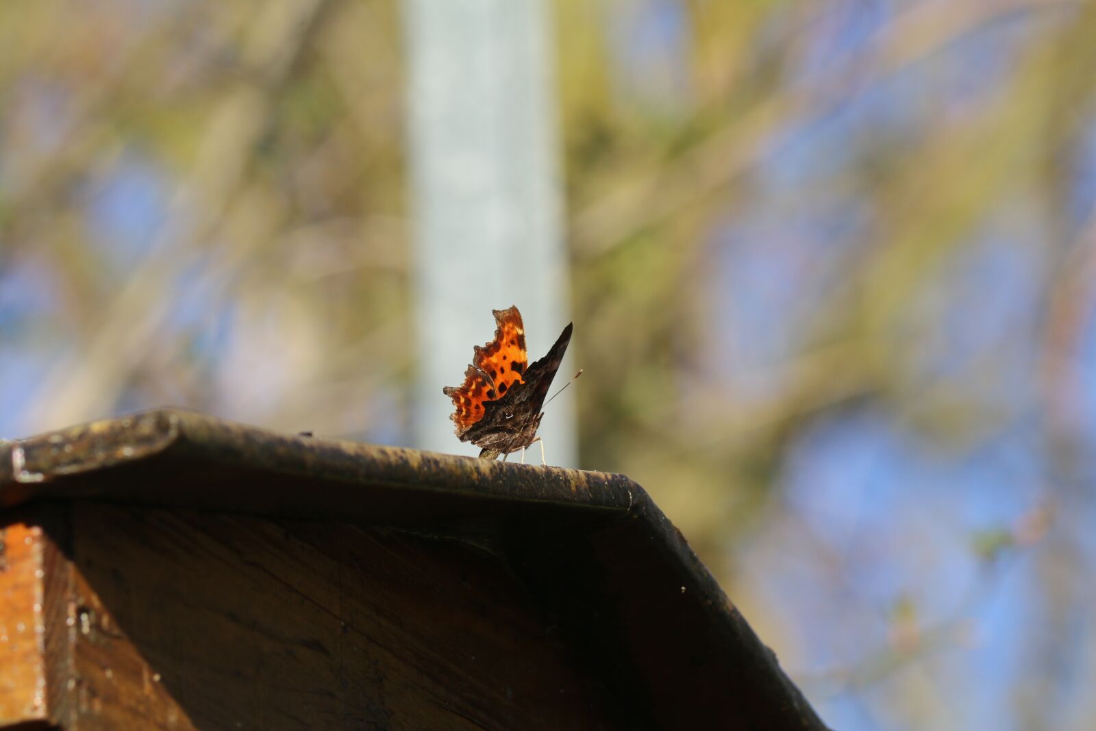 Canon EOS 70D + Canon EF-S 55-250mm F4-5.6 IS II sample photo. Butterfly, insect, wing photography