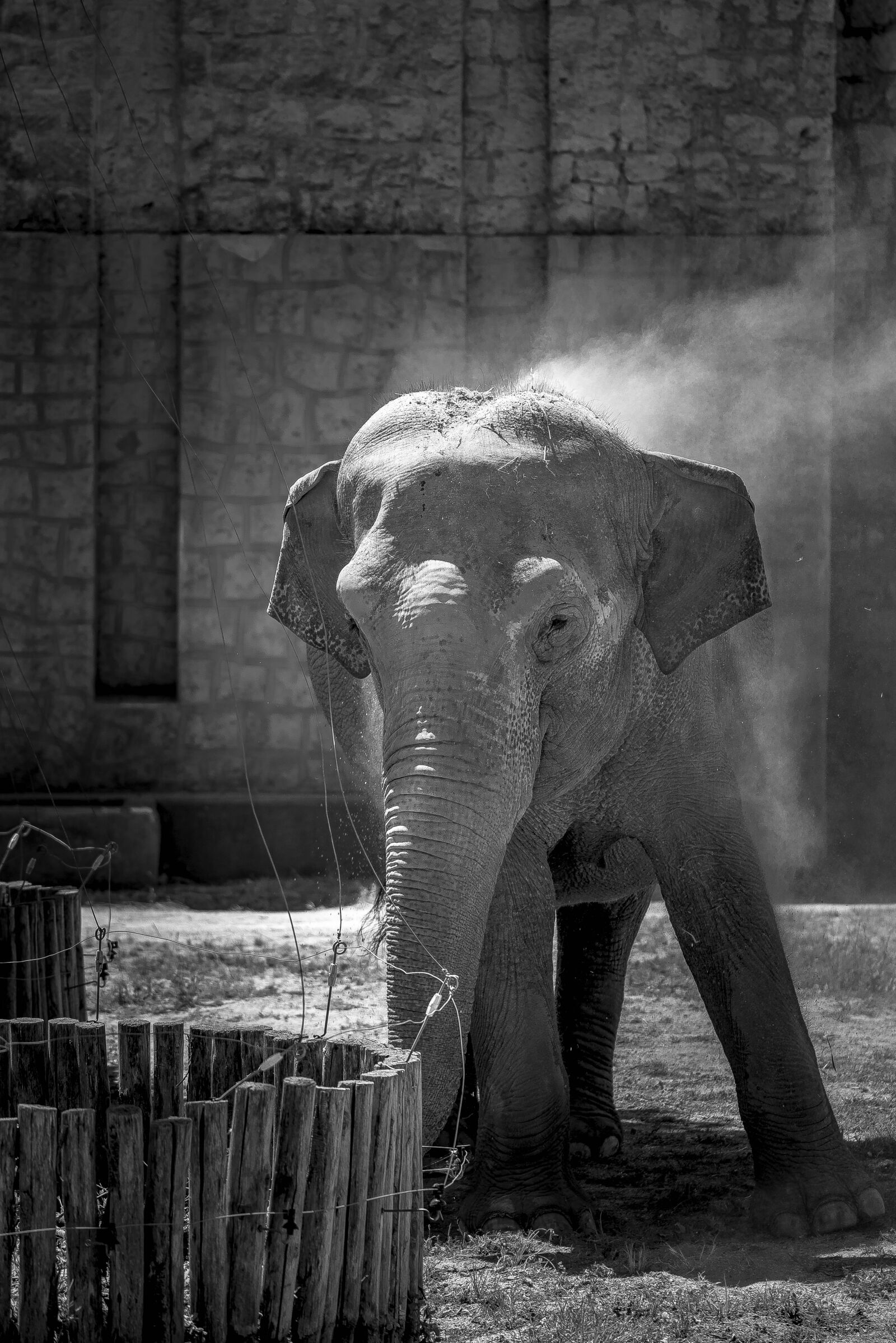 Nikon D750 sample photo. Elephant, elefante, africa photography