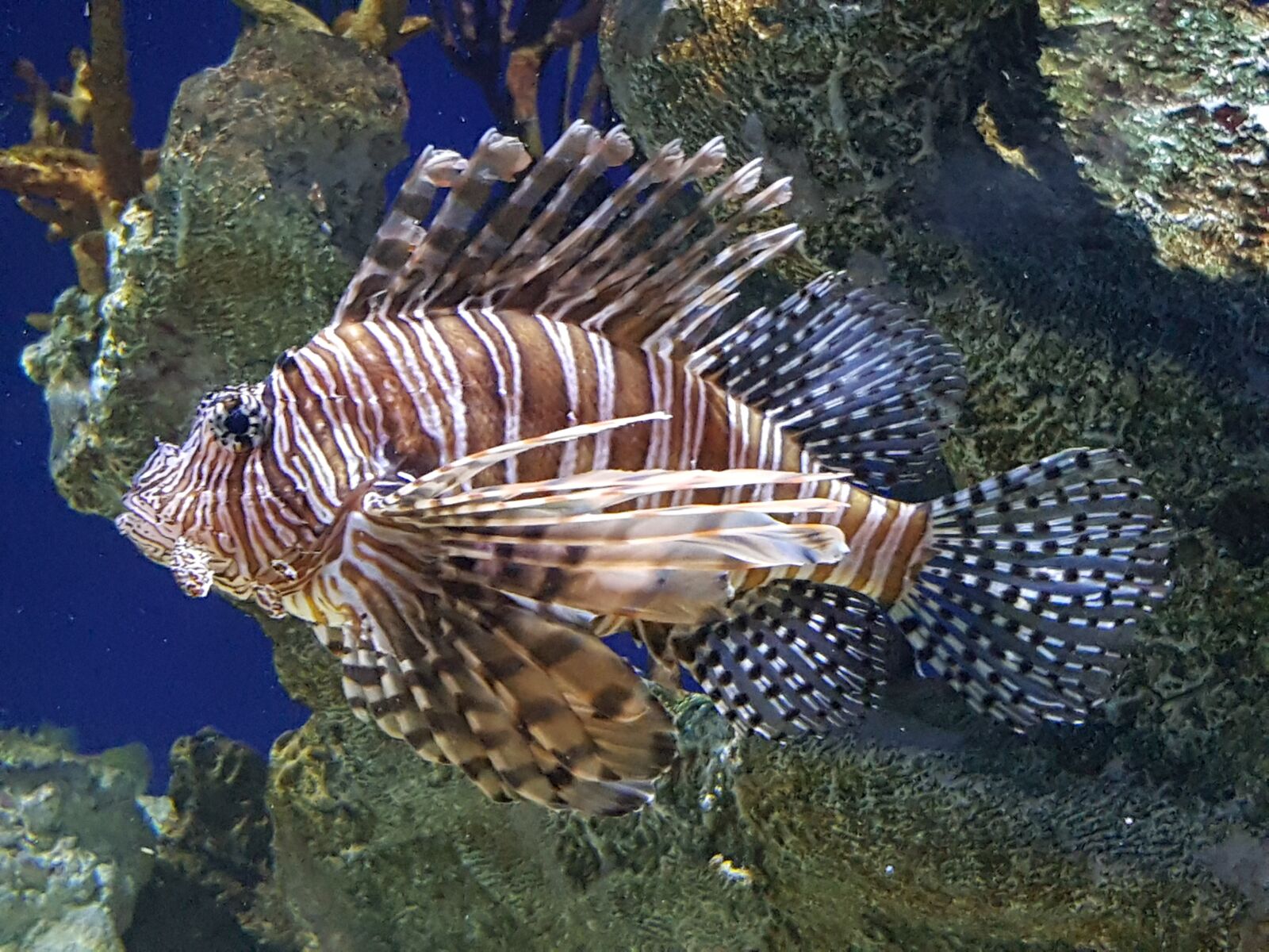 Samsung Galaxy S7 Edge sample photo. Lion fish, ocean, fish photography