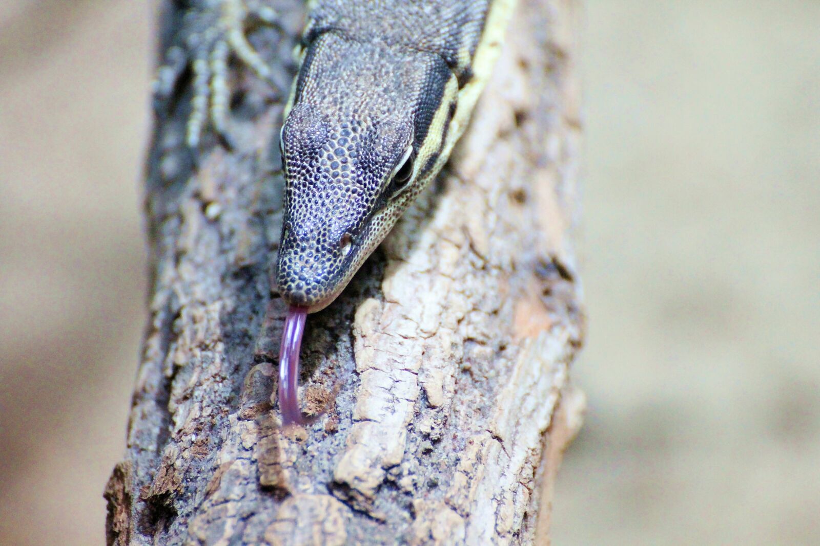 Canon EOS 600D (Rebel EOS T3i / EOS Kiss X5) sample photo. Lizard, iguana, camouflage photography