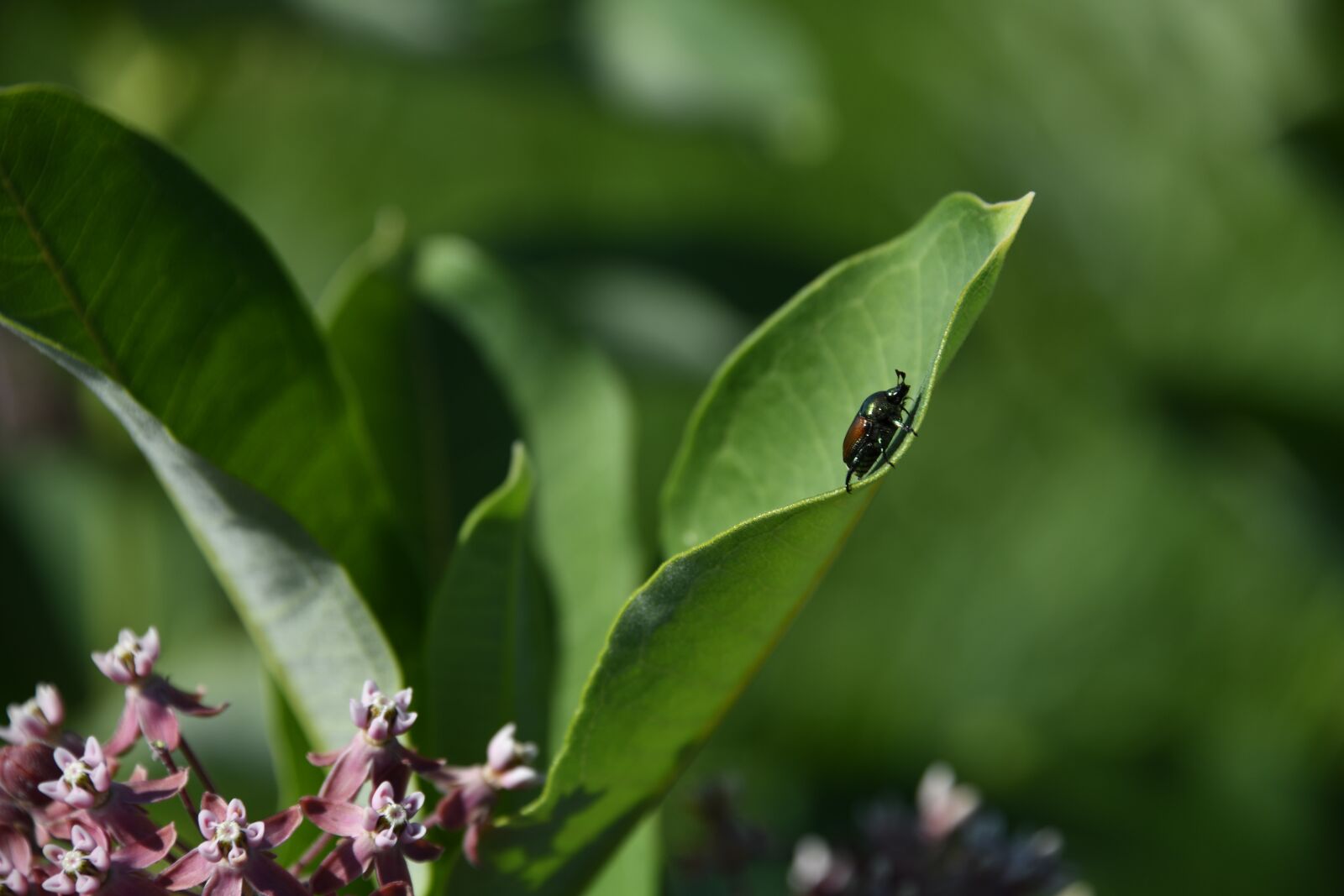 Nikon D850 sample photo. Beetle, shiny, bug photography