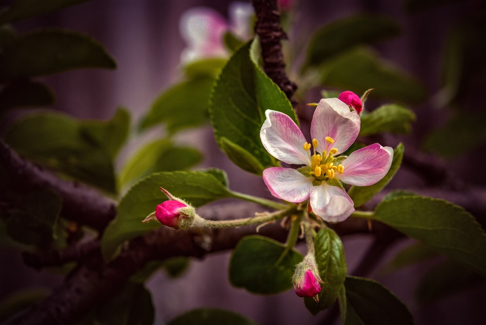 Fujifilm FinePix S5 Pro sample photo. Tree, flower, buds photography