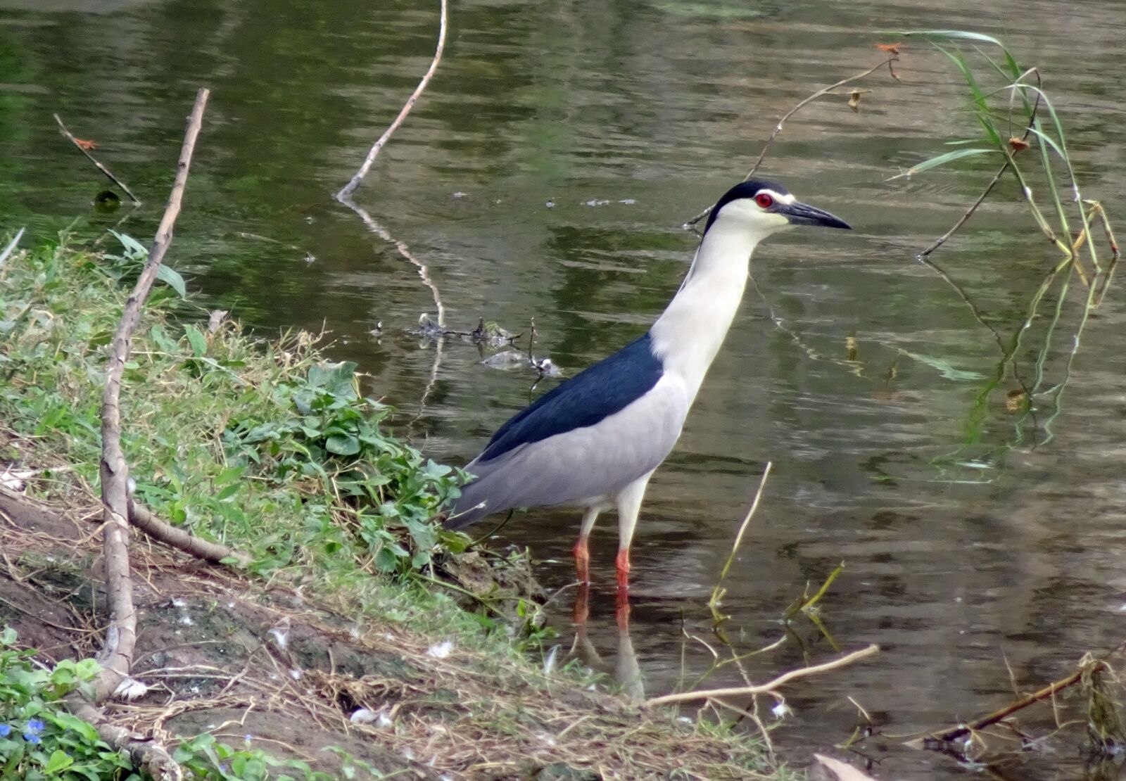 Sony Cyber-shot DSC-HX90V sample photo. Black-crowned night heron, heron photography