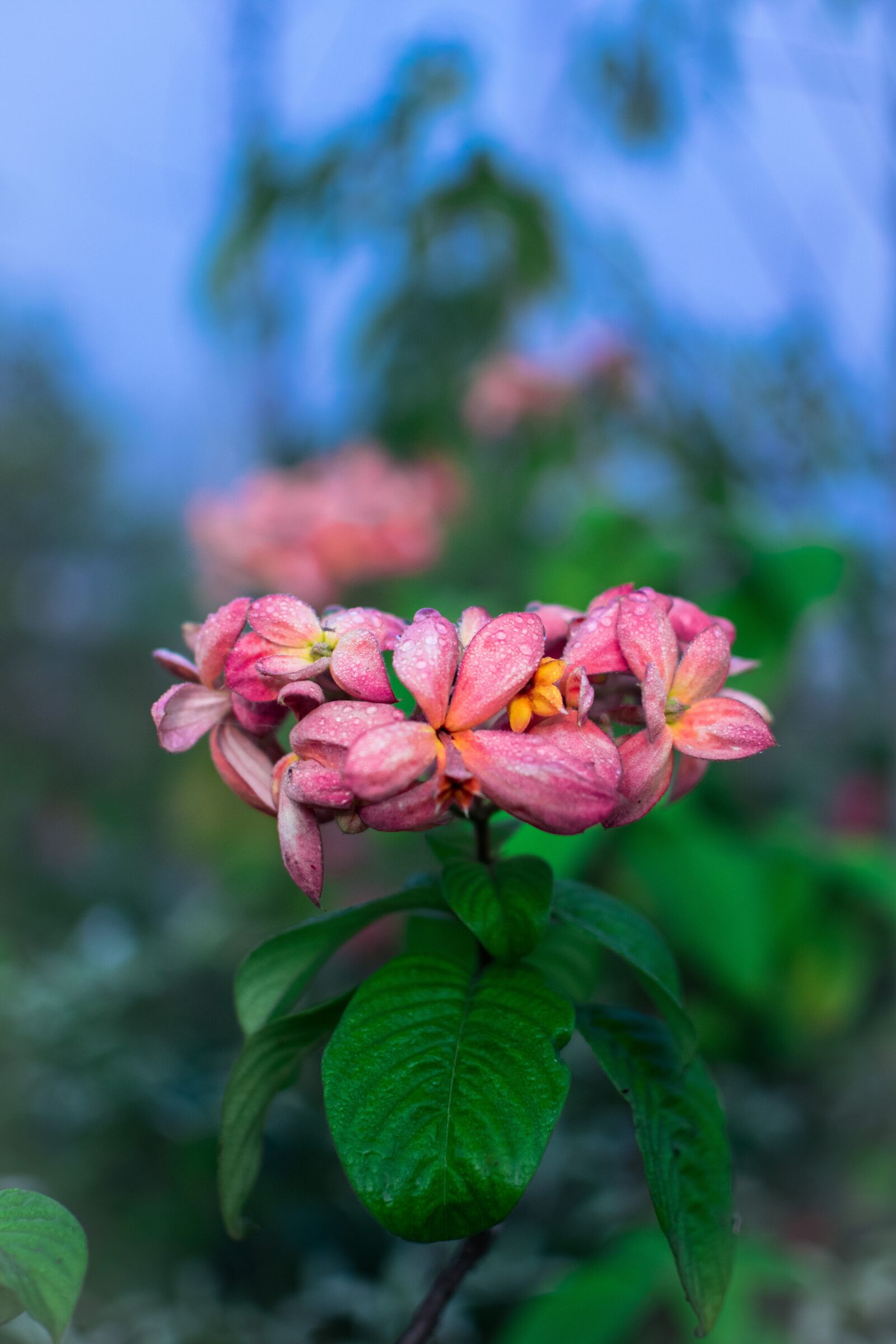 Nikon D3300 sample photo. Flower, wallpaper, mobile wallpaper photography