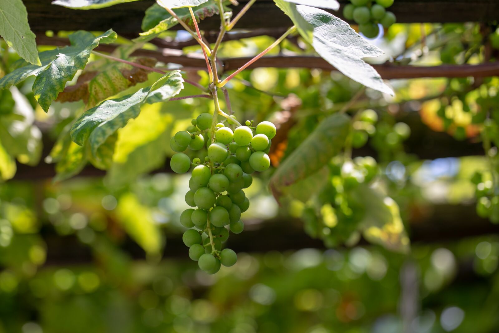 Canon EOS 6D + Canon EF 100mm F2.8L Macro IS USM sample photo. Vines, grapes, ripe photography