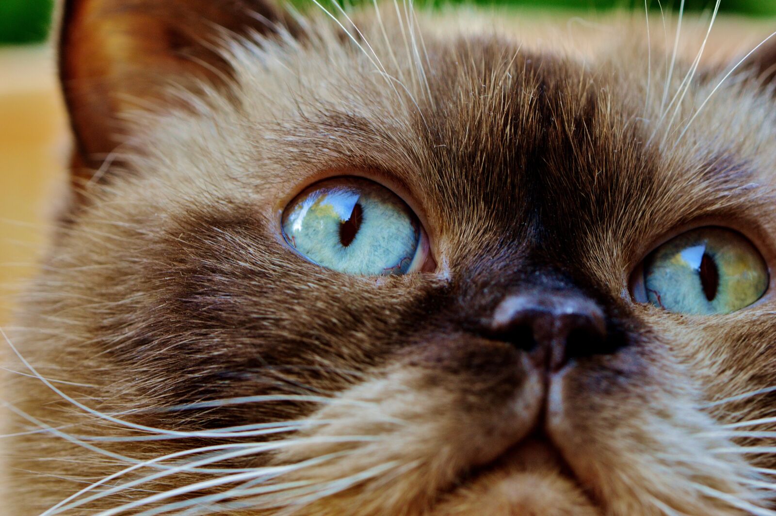 Nikon D3200 sample photo. British shorthair, rest, relaxed photography
