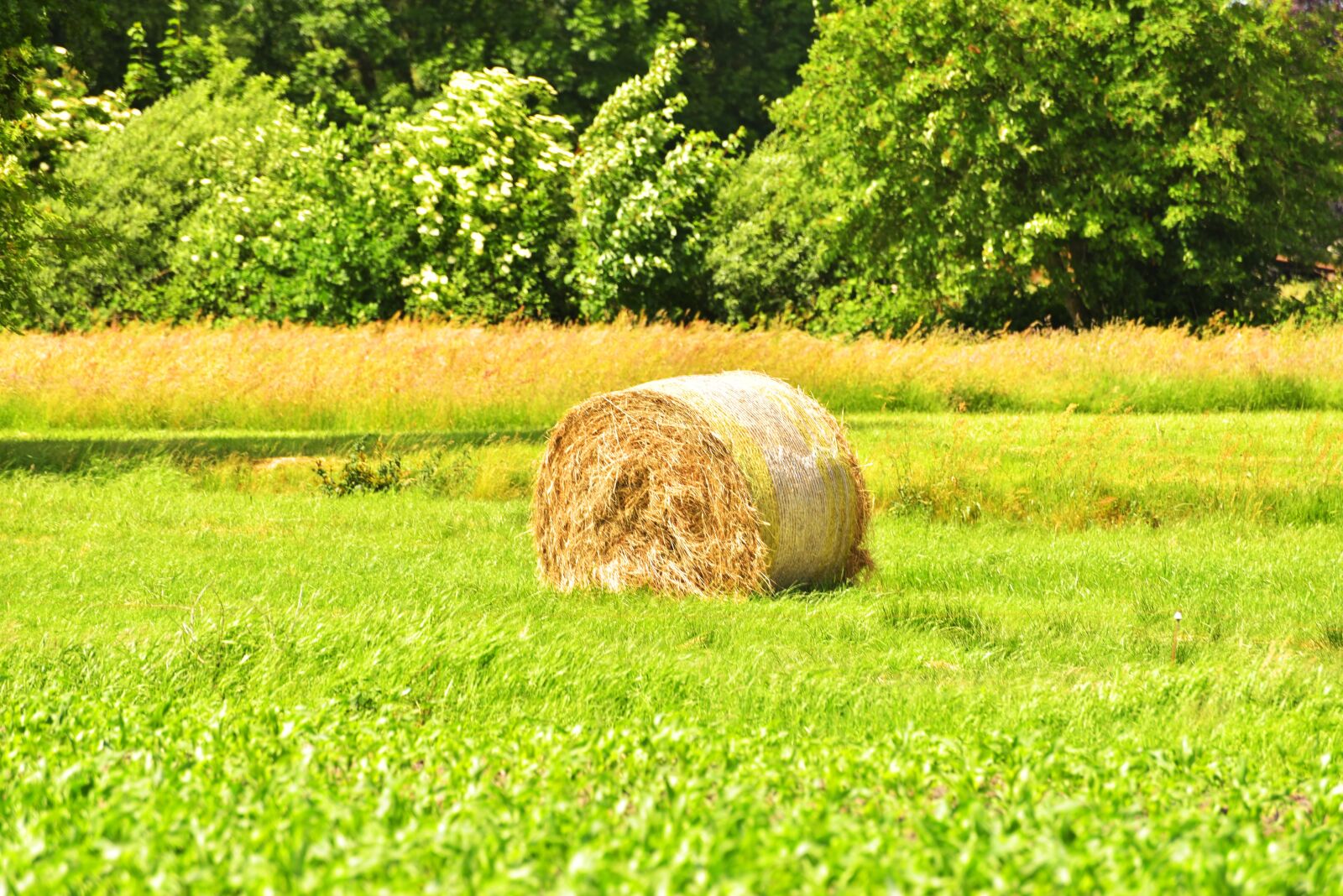 Nikon D750 sample photo. Hay, round bales, agriculture photography