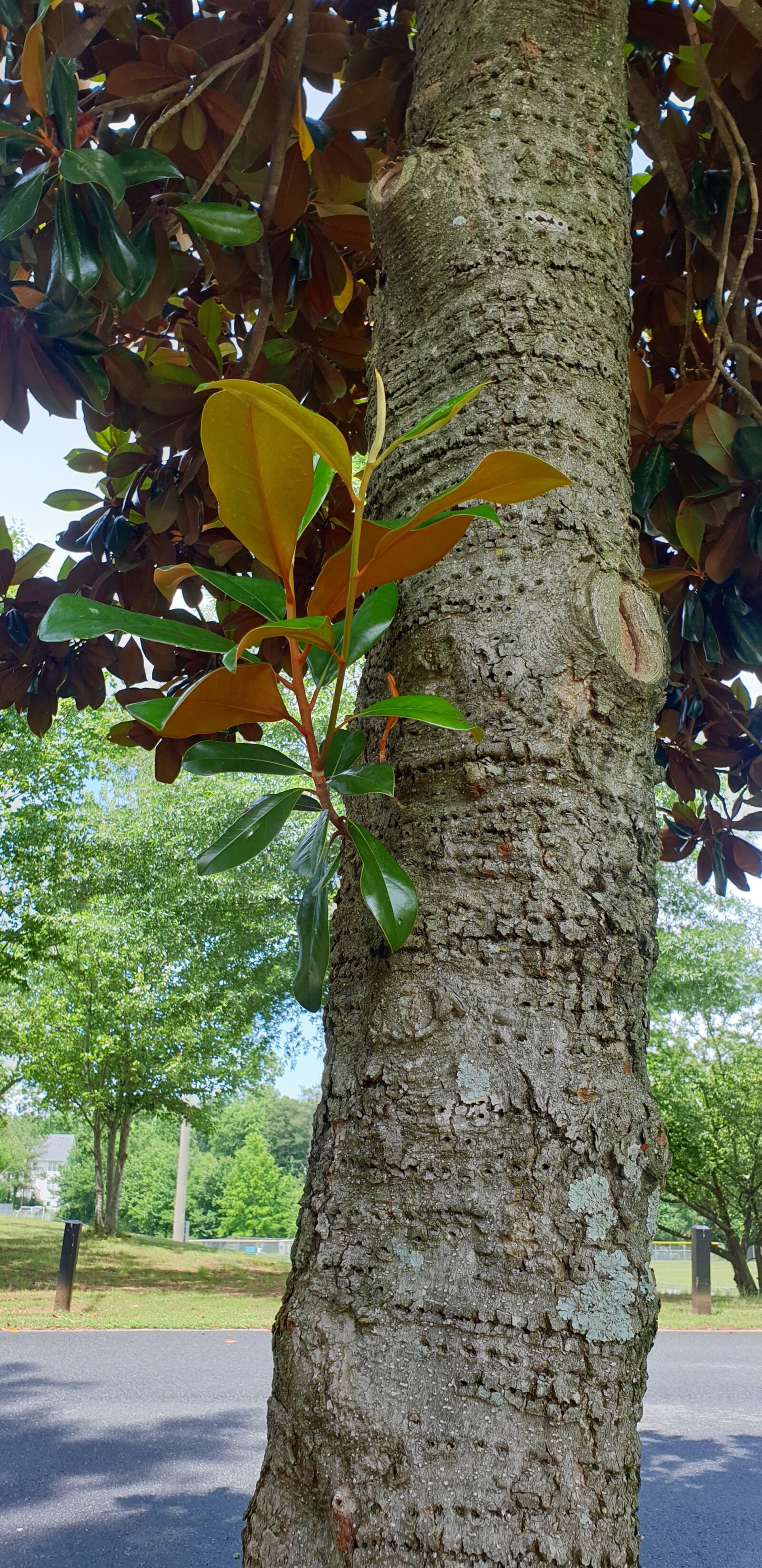 Samsung Galaxy Note9 sample photo. Wood, takeshi, branches photography