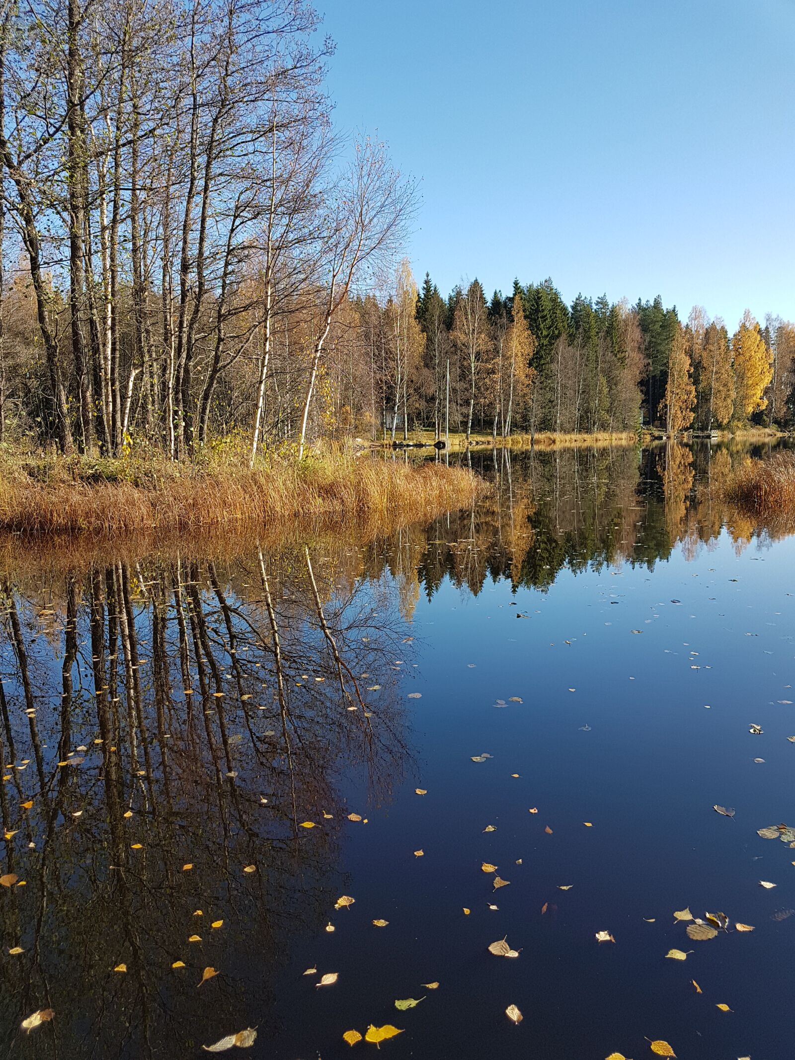Samsung Galaxy S7 Edge sample photo. Autumn, lake, wood photography