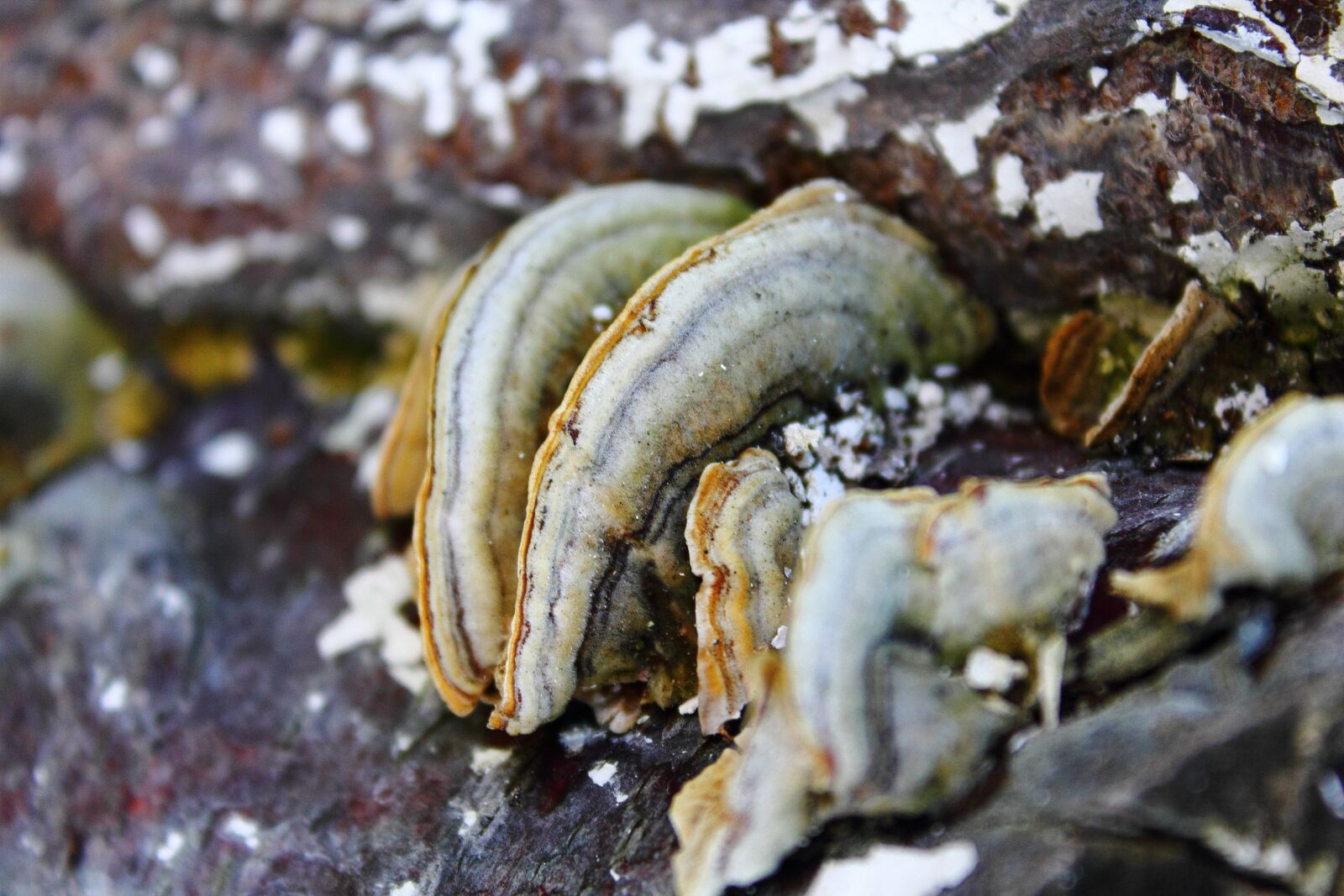 Canon EOS 1100D (EOS Rebel T3 / EOS Kiss X50) sample photo. Mushroom, hub, forest photography