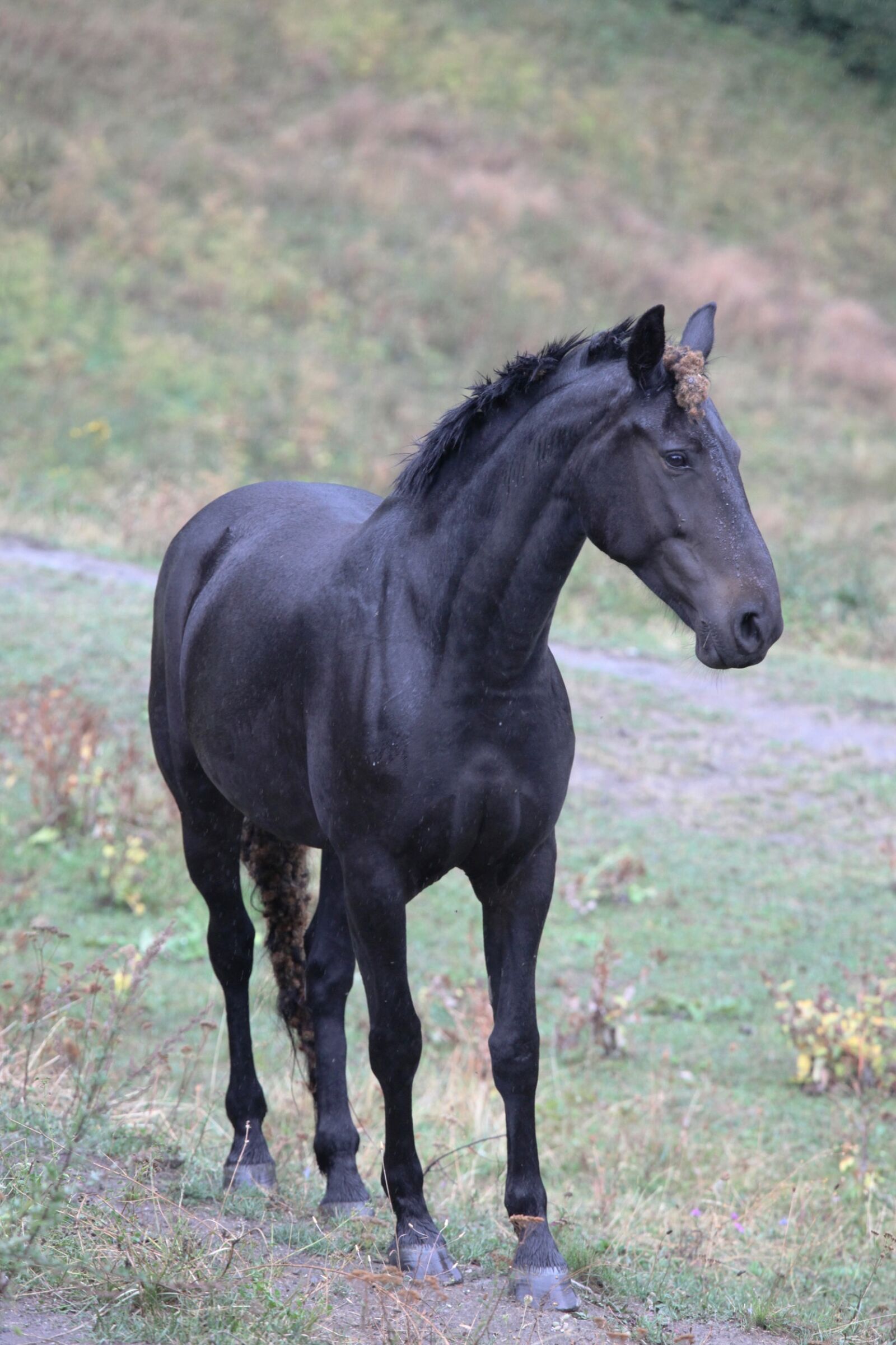 Canon EOS 5D Mark II sample photo. Horse, animal, riding photography