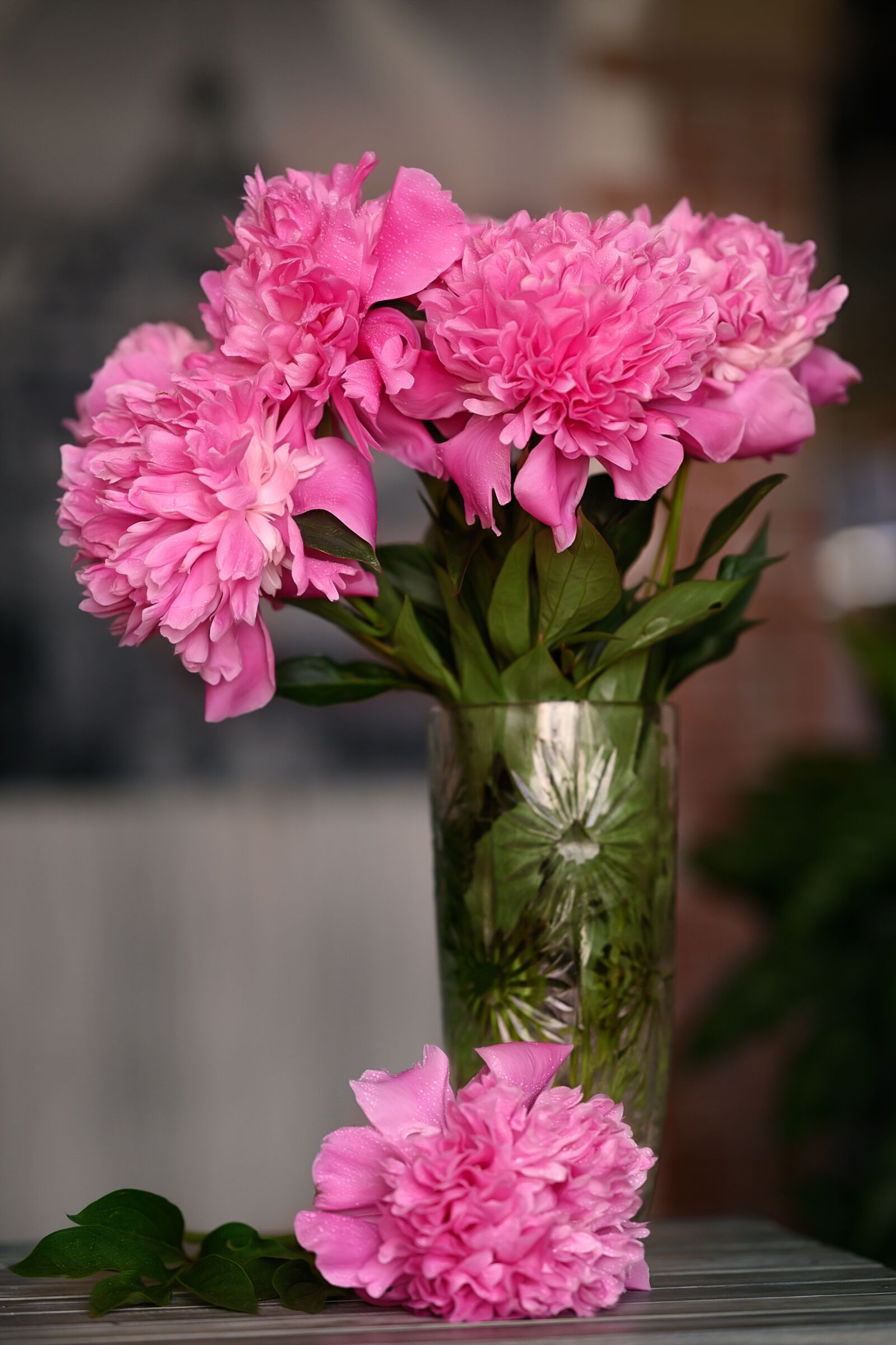Nikon Nikkor Z 85mm F1.8 S sample photo. Peonies, pink, color photography