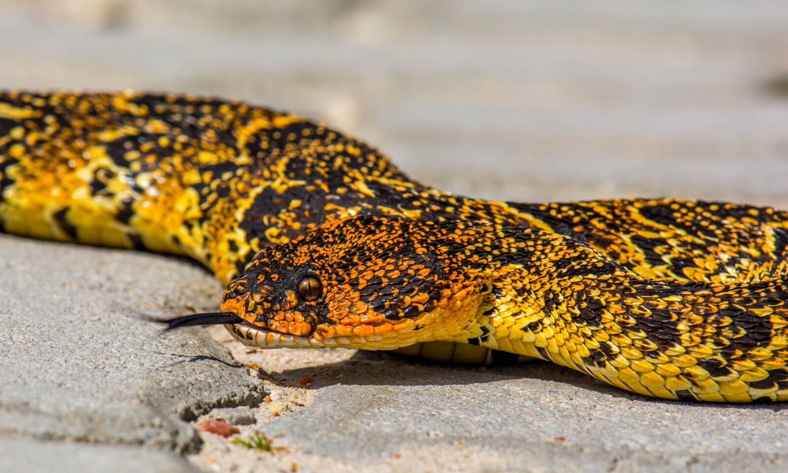 Nikon D5200 sample photo. Wildlife, south africa, africa photography