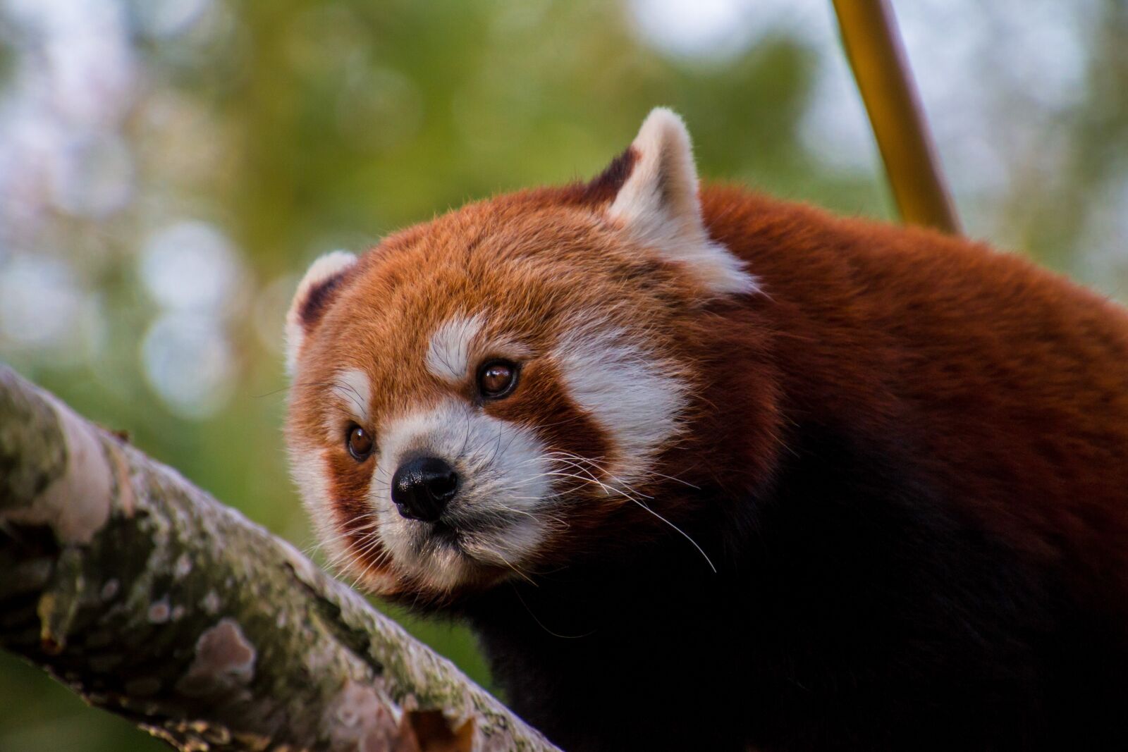Canon EOS 70D sample photo. Red panda, panda, sweet photography